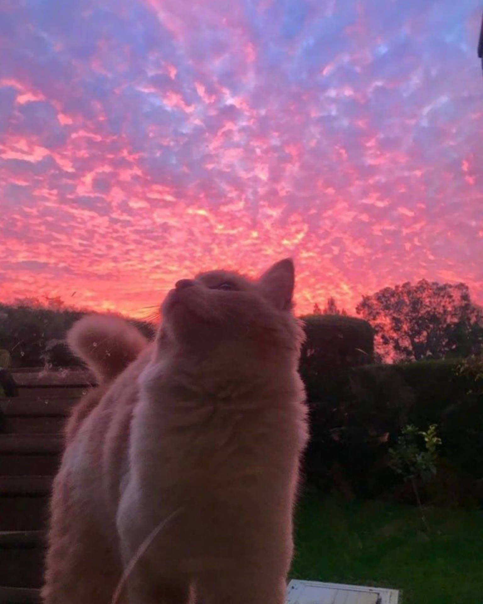 Download Cute Cat Aesthetic Pastel Sky Wallpaper