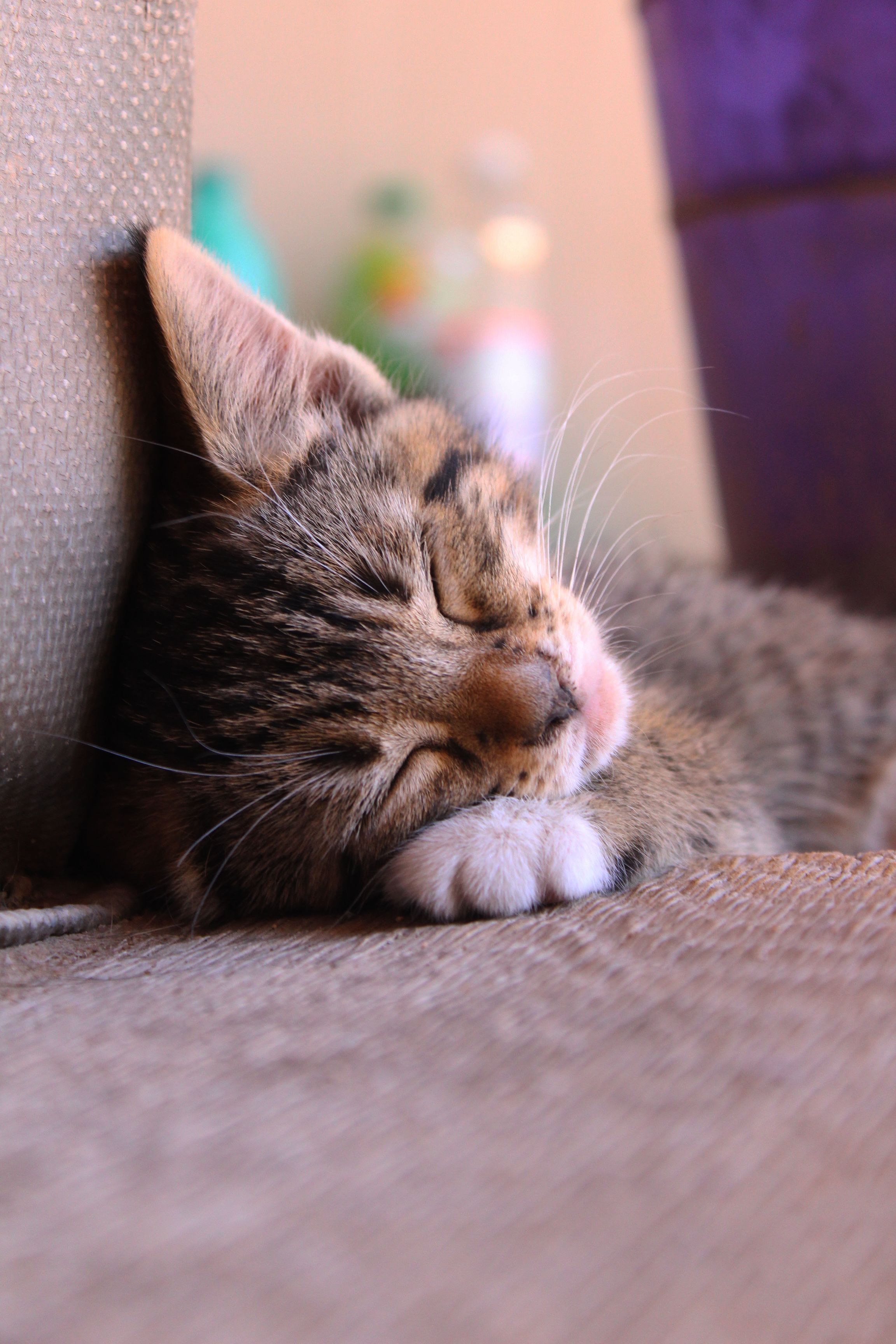 Cute Cat Photo, Download The BEST Free Cute Cat & HD Image
