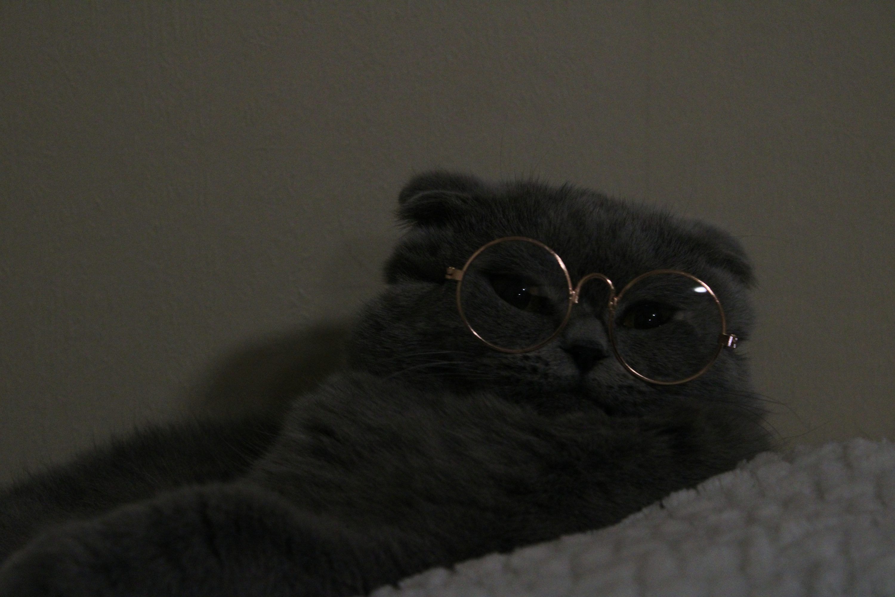 Aesthetic Cat Picture. Download Free Image