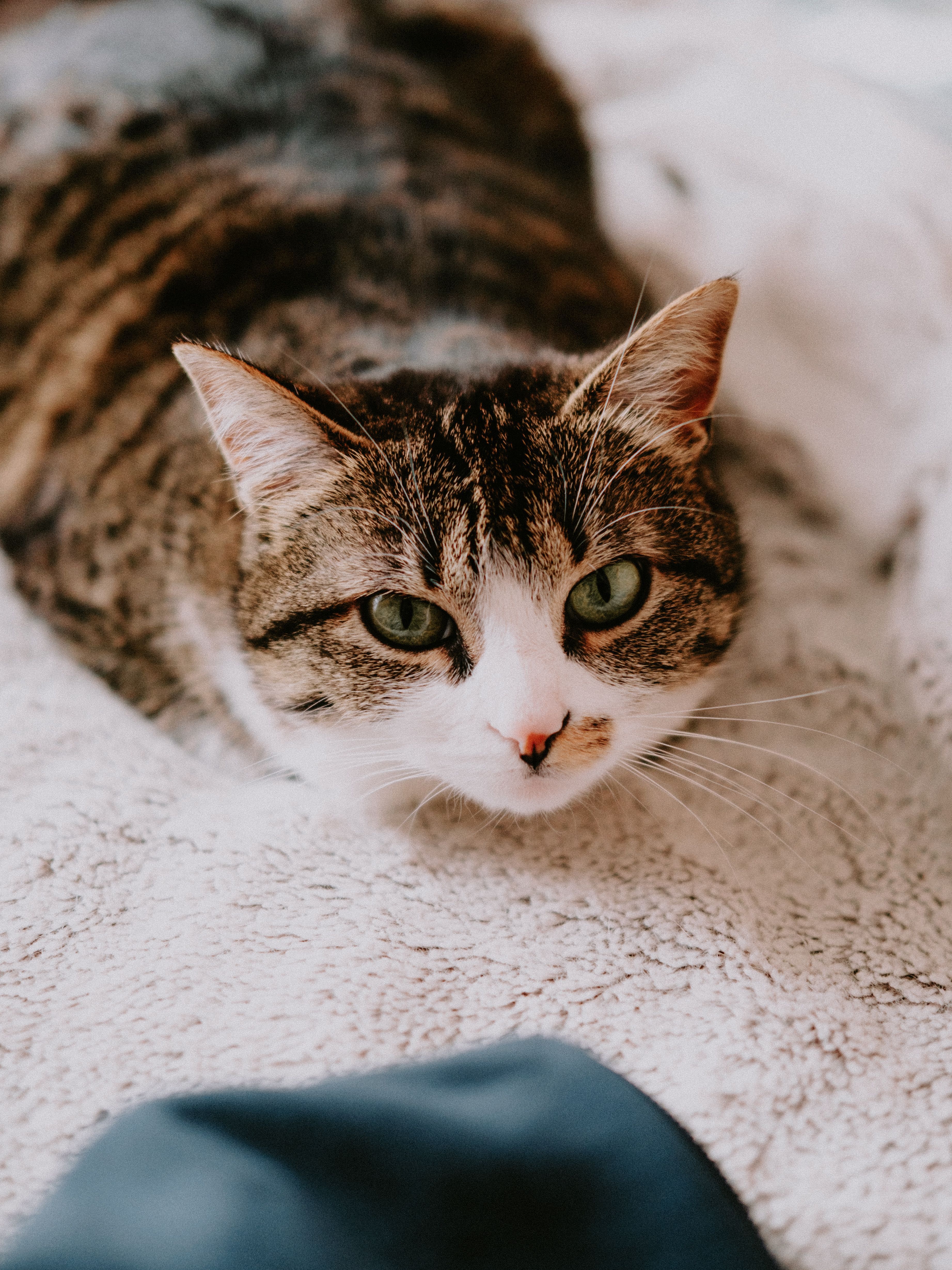 Best Cat Photo · 100% Free Downloads
