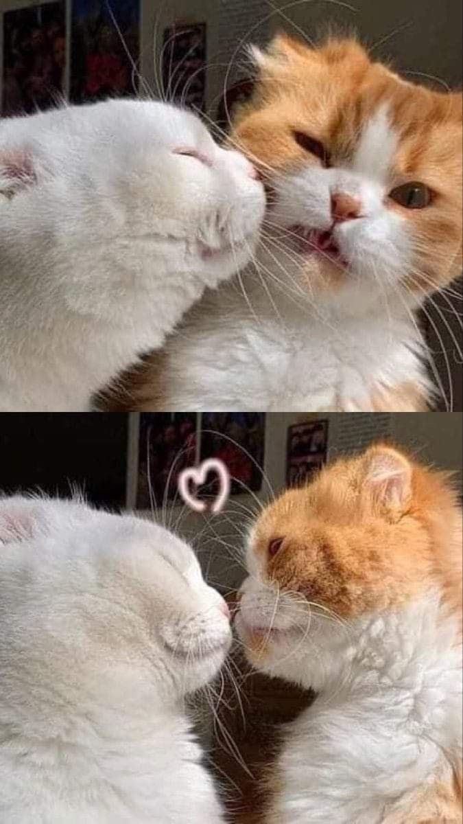 Adorable Cat Kissing Photo. Funny cat wallpaper, Dm drogerie, Cute cat wallpaper