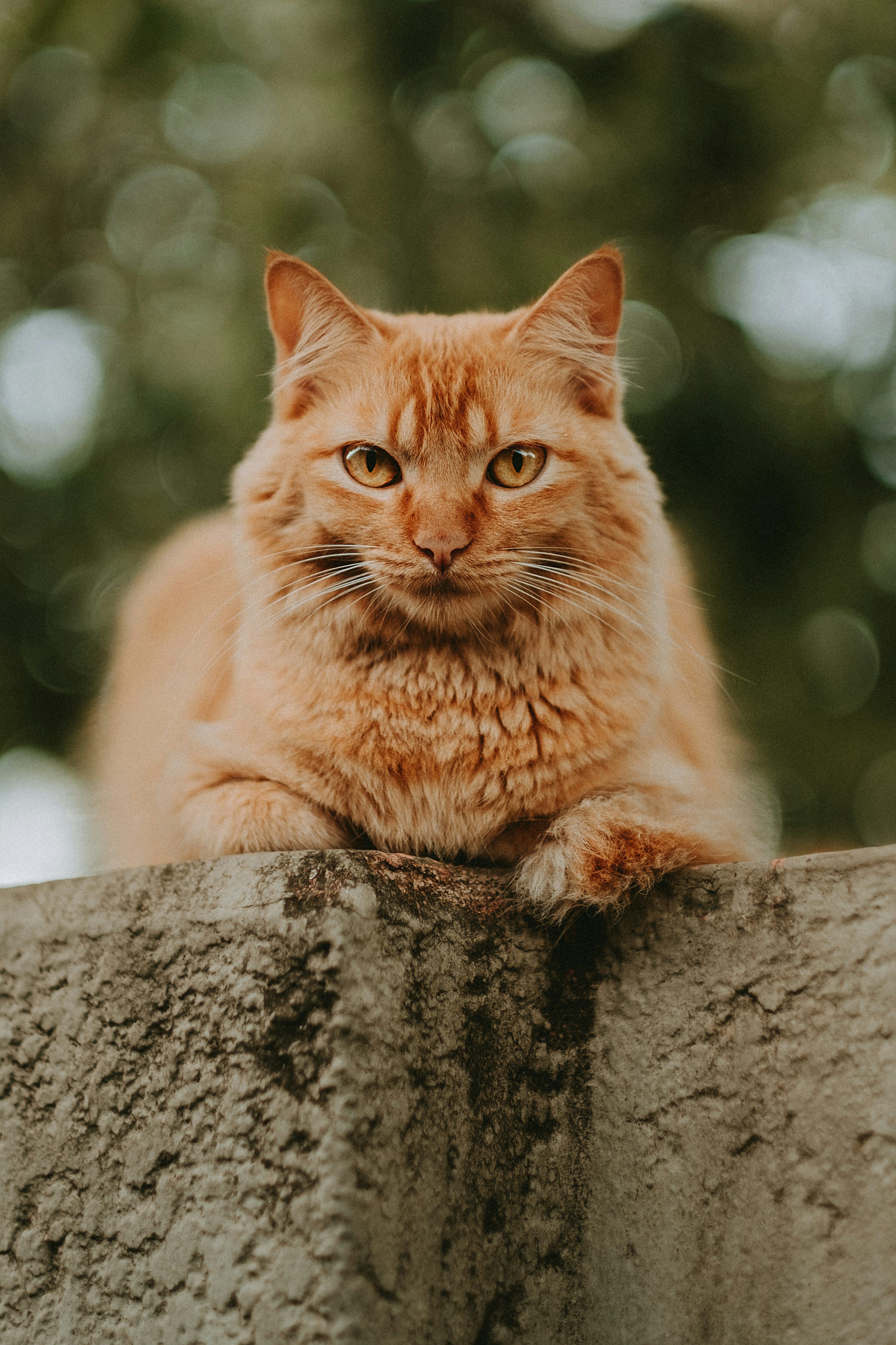 Brown Cat Picture. Download Free Image