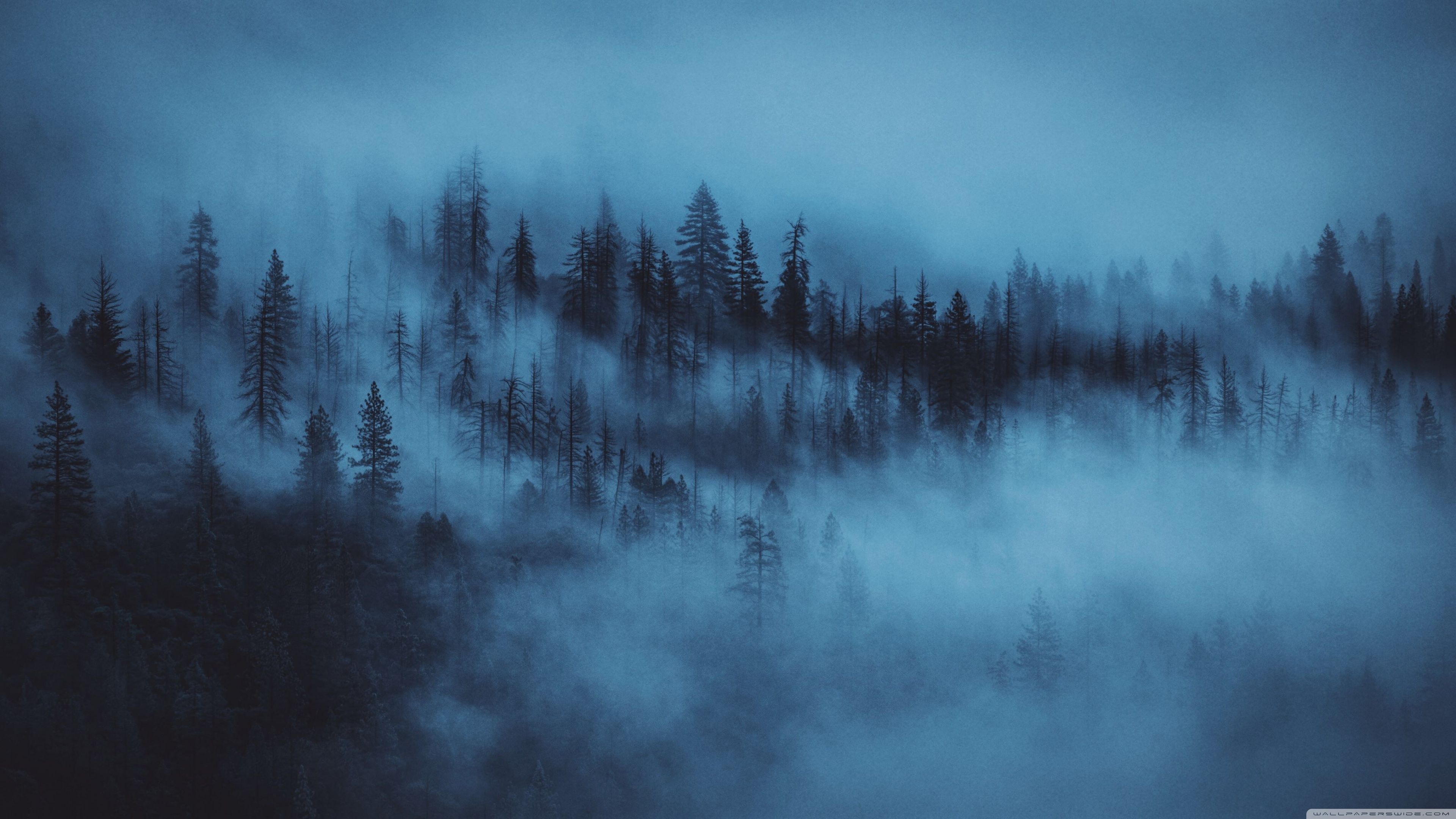 Dark Woods Aesthetic 4K UHD Wallpaper for UltraHD Desktop and TV : Widescreen and UltraWide Display : Dual Monitor : Smartphone and Tablet Devices