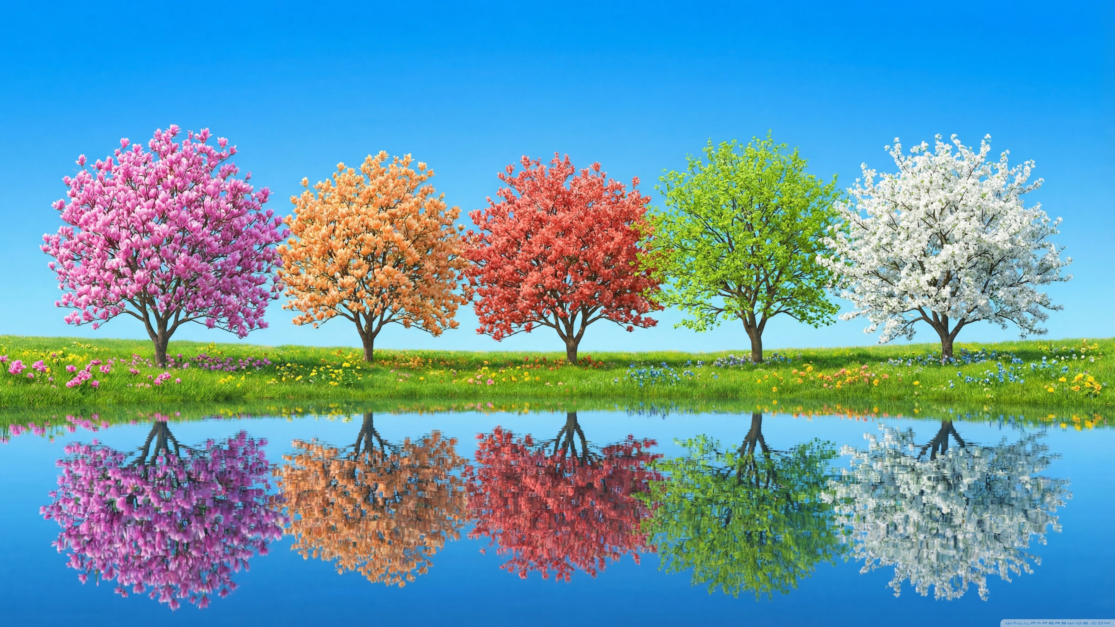 Aesthetic Spring Bloom 4K UHD Wallpaper for UltraHD Desktop and TV : Widescreen and UltraWide Display : Dual Monitor