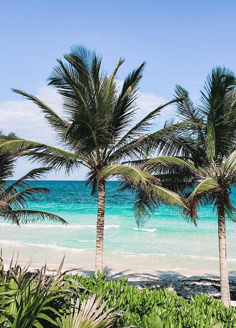 Tulum's Best Juice and Smoothie Bars: A Journey Through Tropical Flavors
