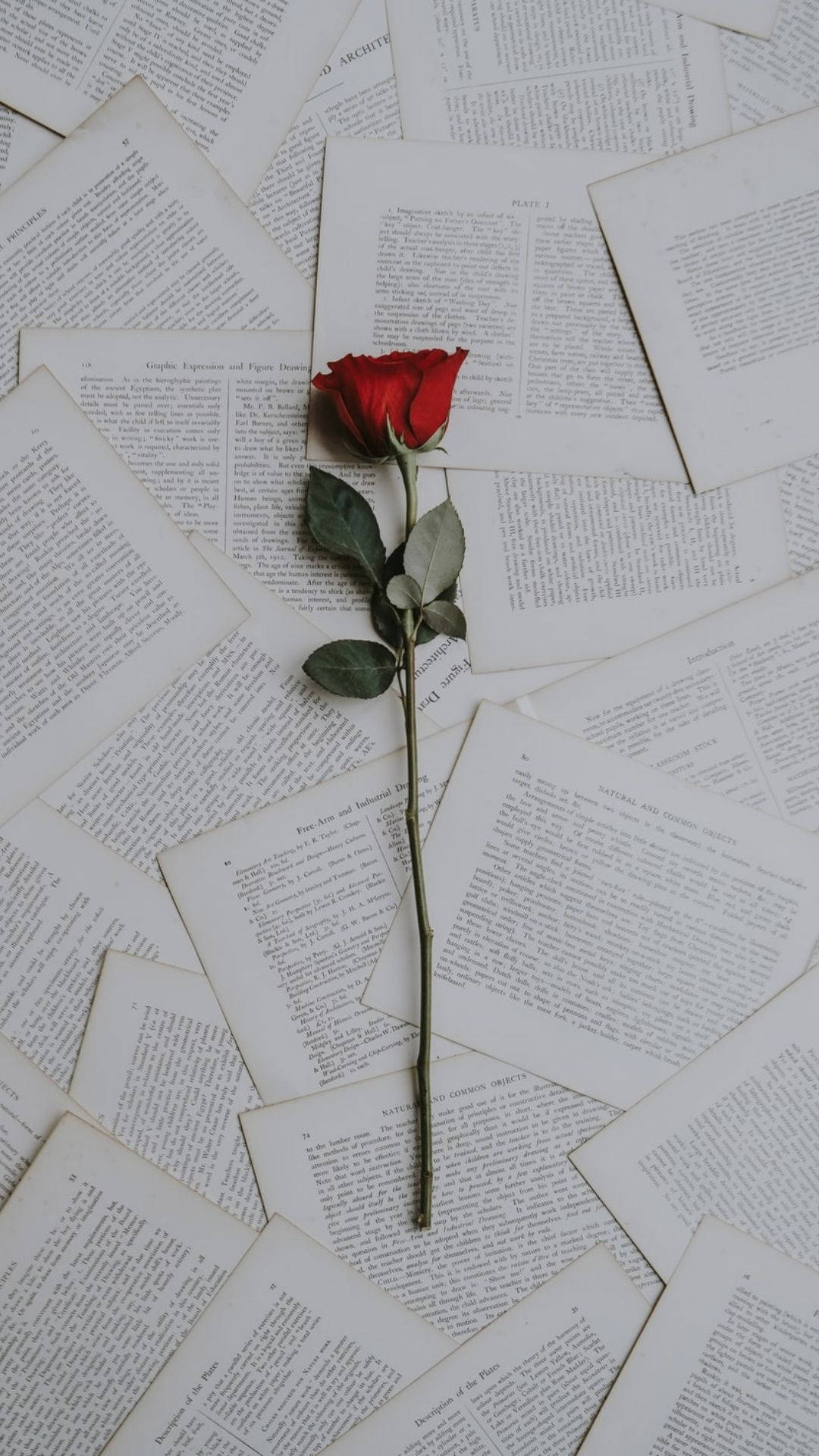 Download Love Aesthetic Rose Wallpaper