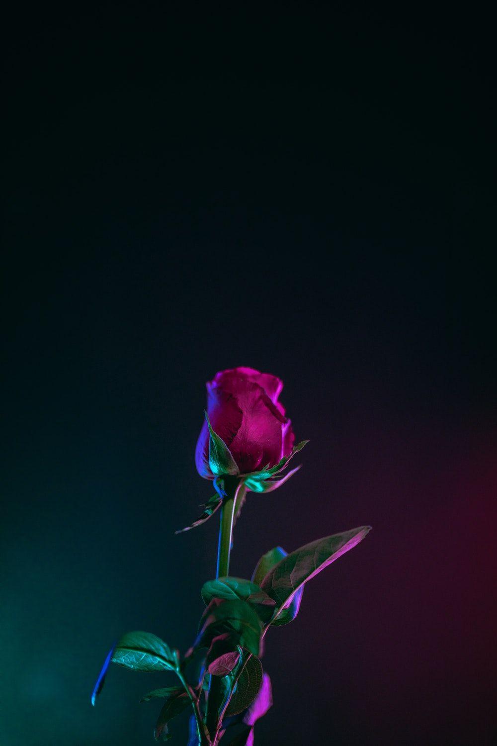 A single rose in front of black background - Roses, black rose