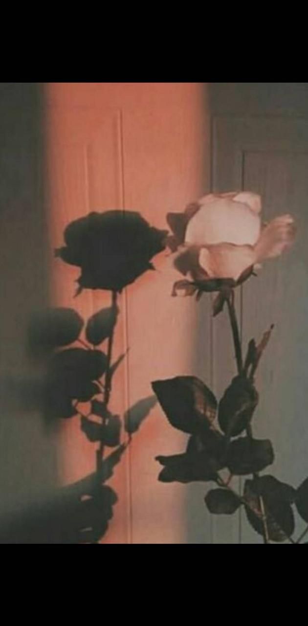 Rose aesthetic wallpaper