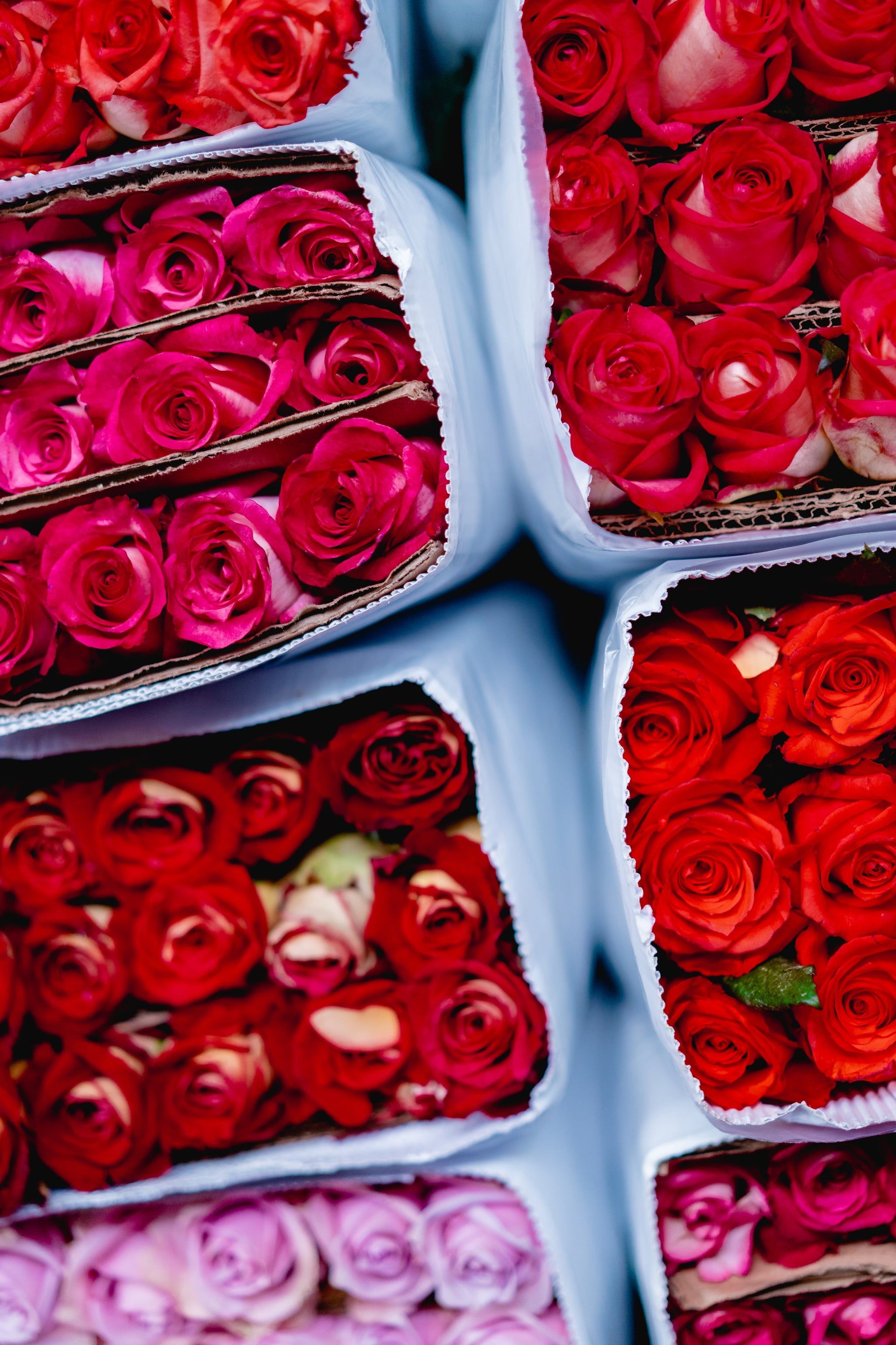 A bunch of red roses in bags - Roses, garden