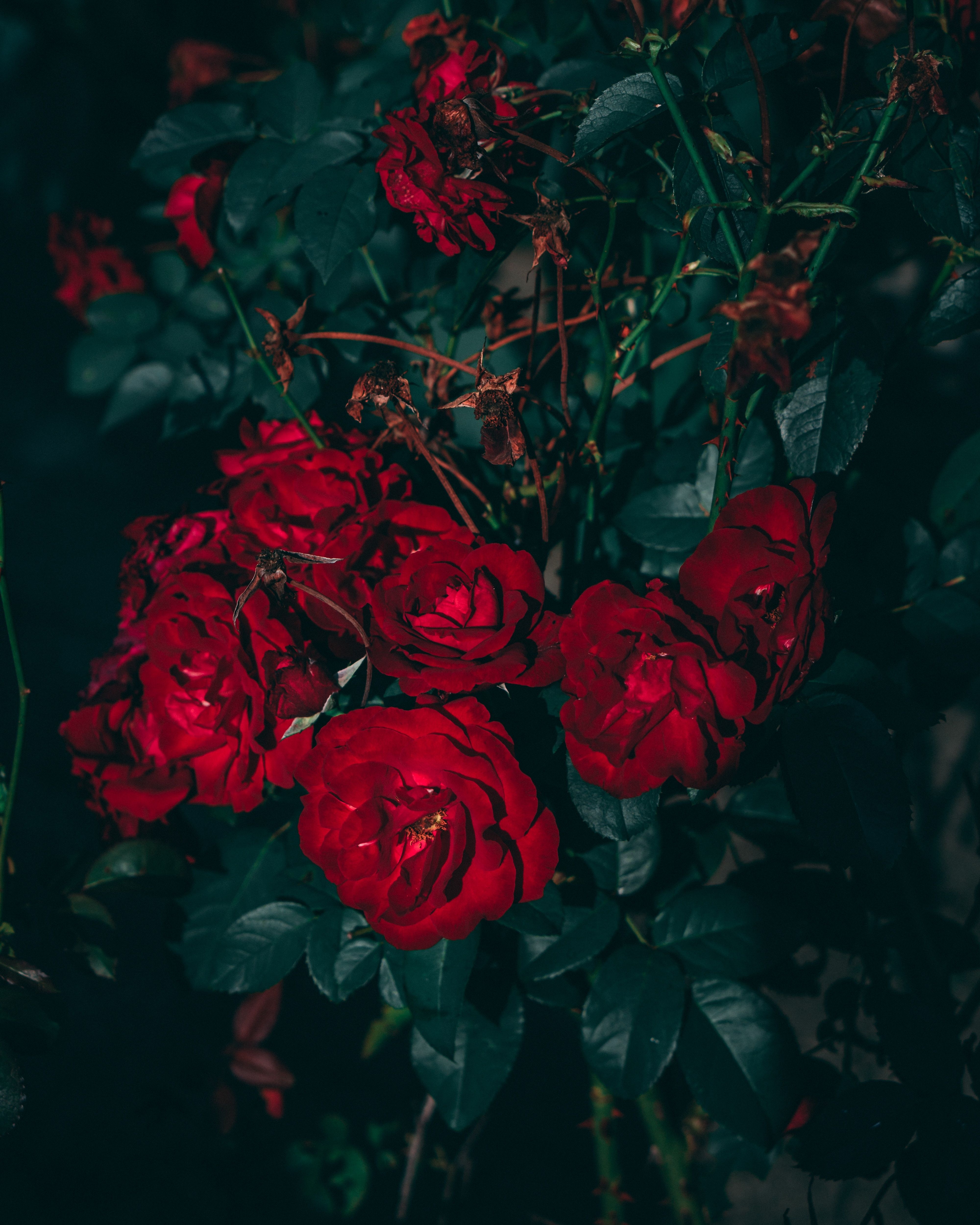 A bunch of red roses in a dark setting. - Roses