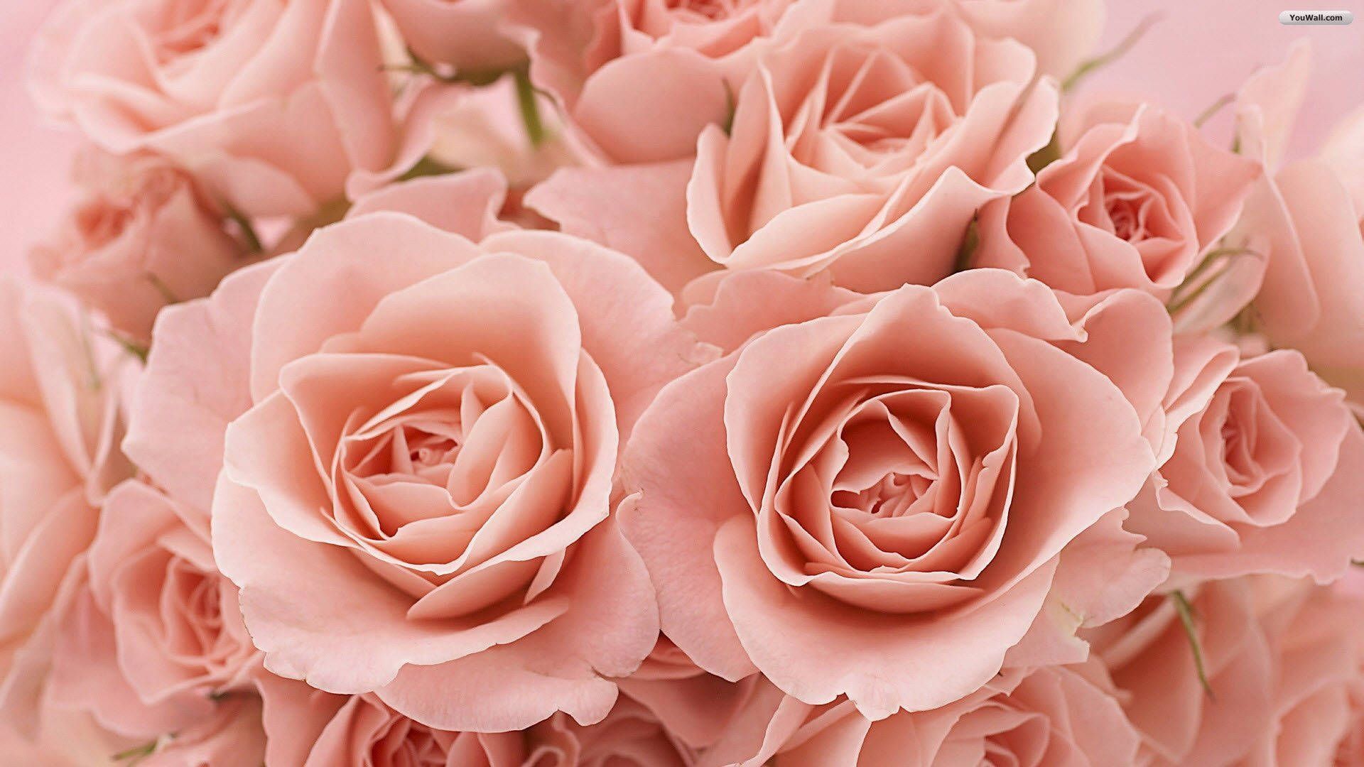 Download wallpapers 1920x1080 roses, flowers, bouquet, pink roses, buds, closeup, romantic, delicate, beautiful, background, wallpaper, screensaver, romantic mood, love, romance, for mobile and desktop backgrounds - Roses