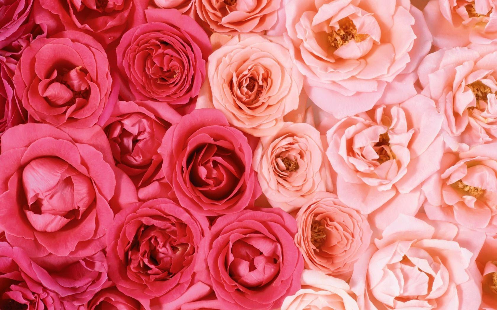 Aesthetic Rose Wallpaper HD