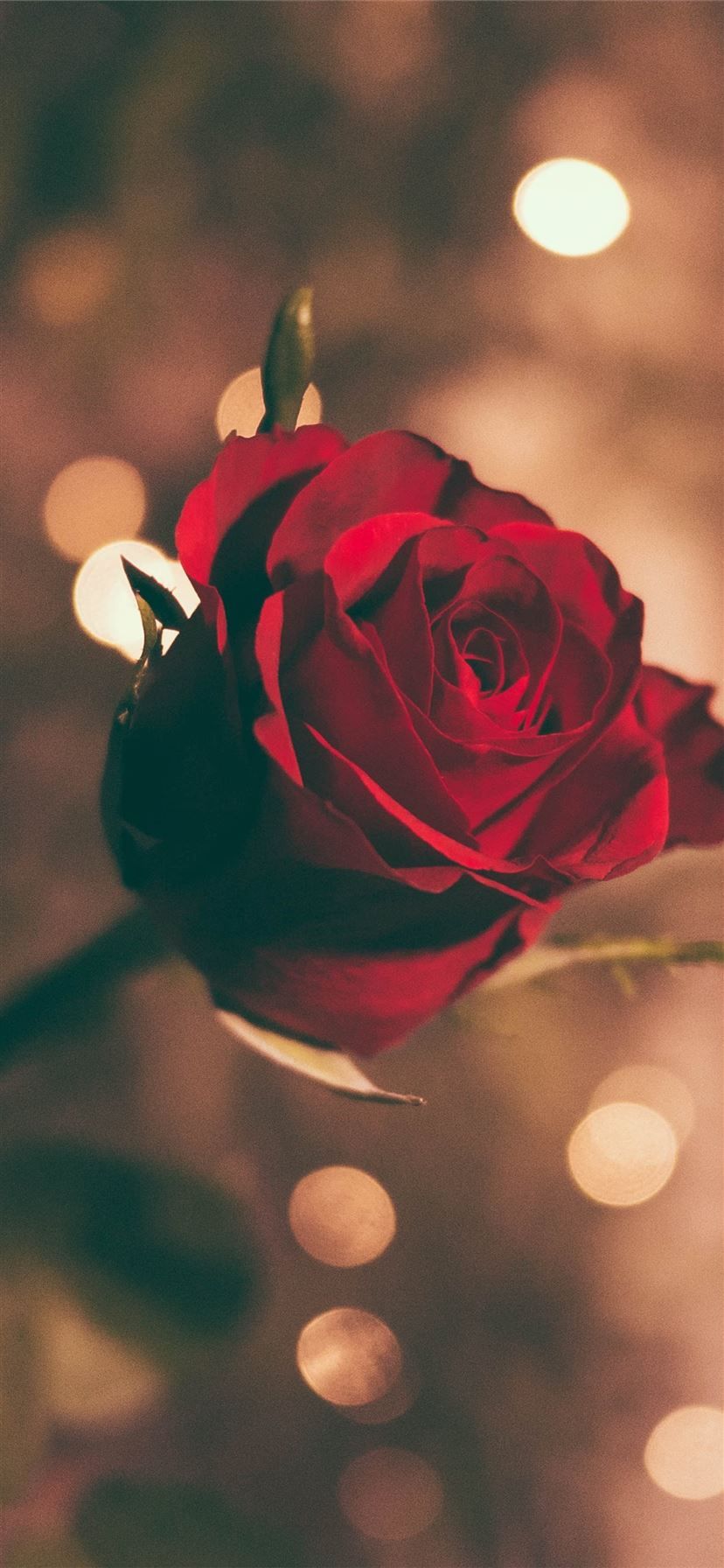 focused photo of a red rose iPhone 11 Wallpaper Free Download