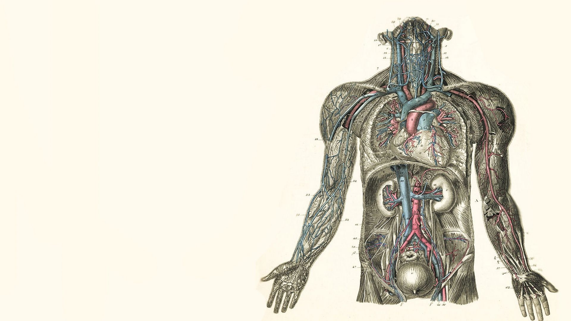 A diagram of the human circulatory system, showing the heart and blood vessels throughout the body. - Anatomy