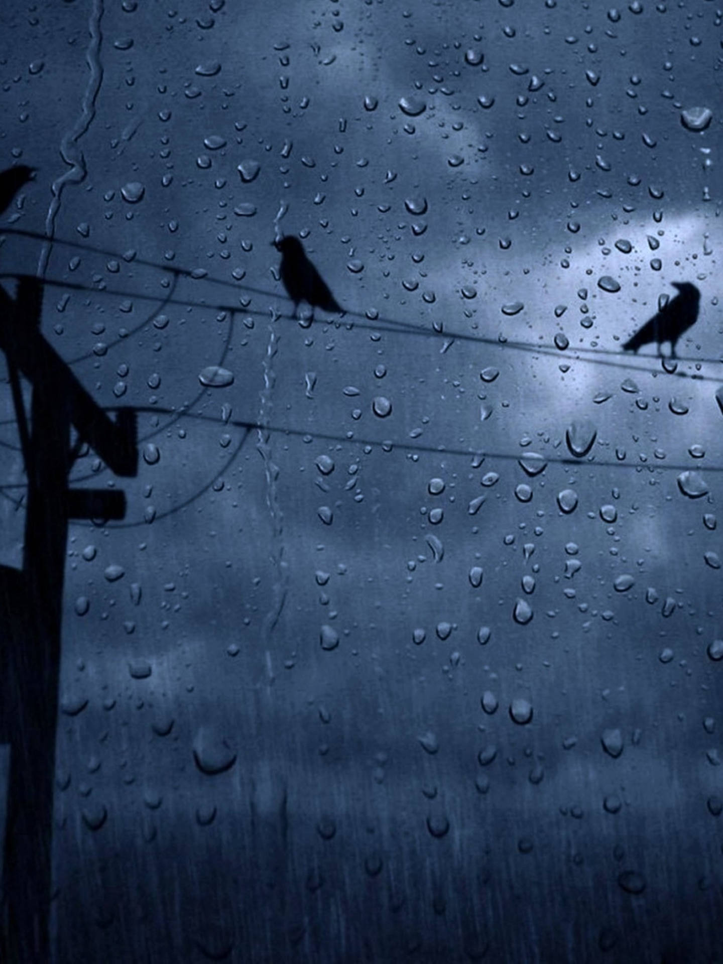 A group of birds sitting on top an electrical pole - Rain