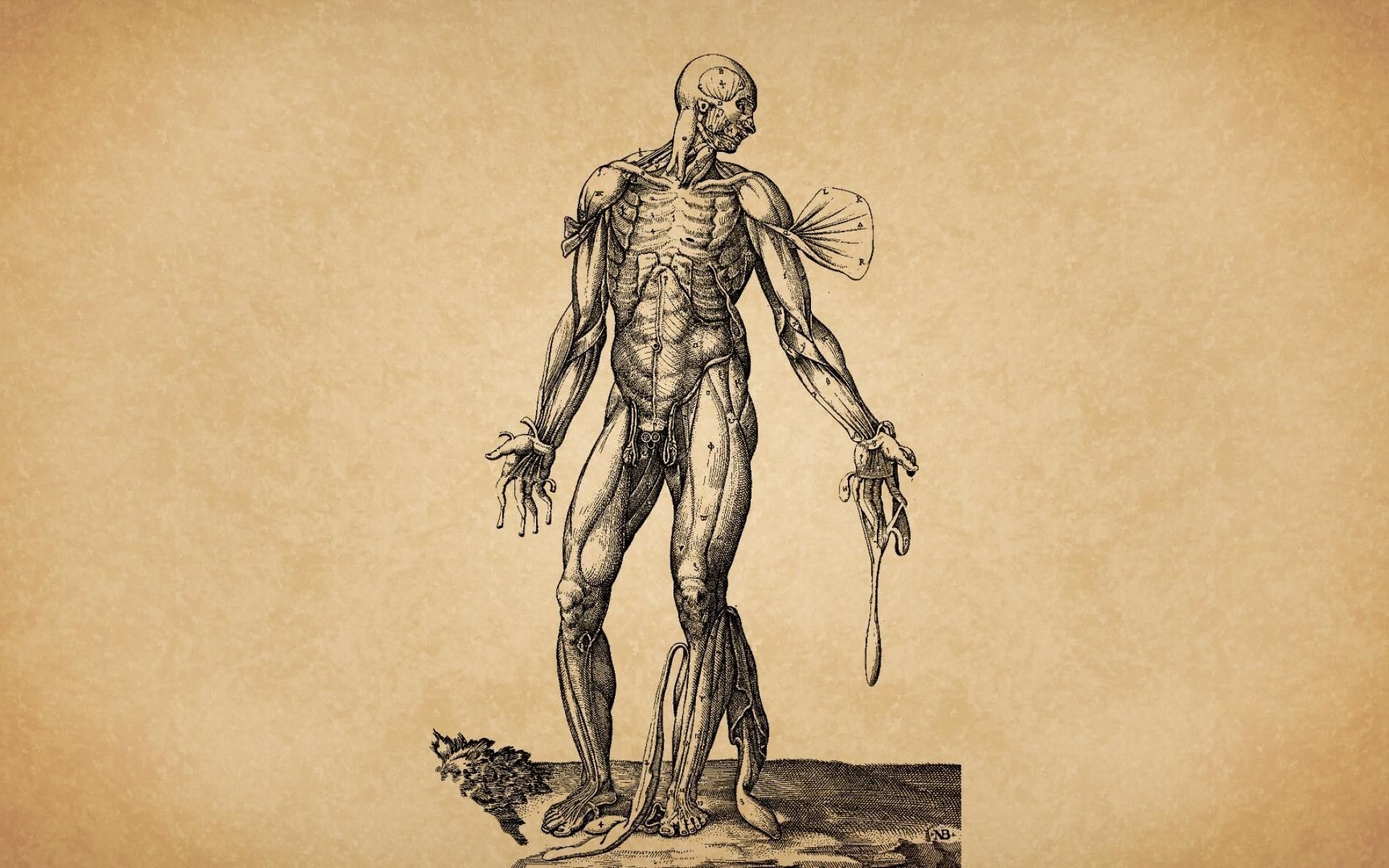 A drawing of an old man with his arm raised - Anatomy