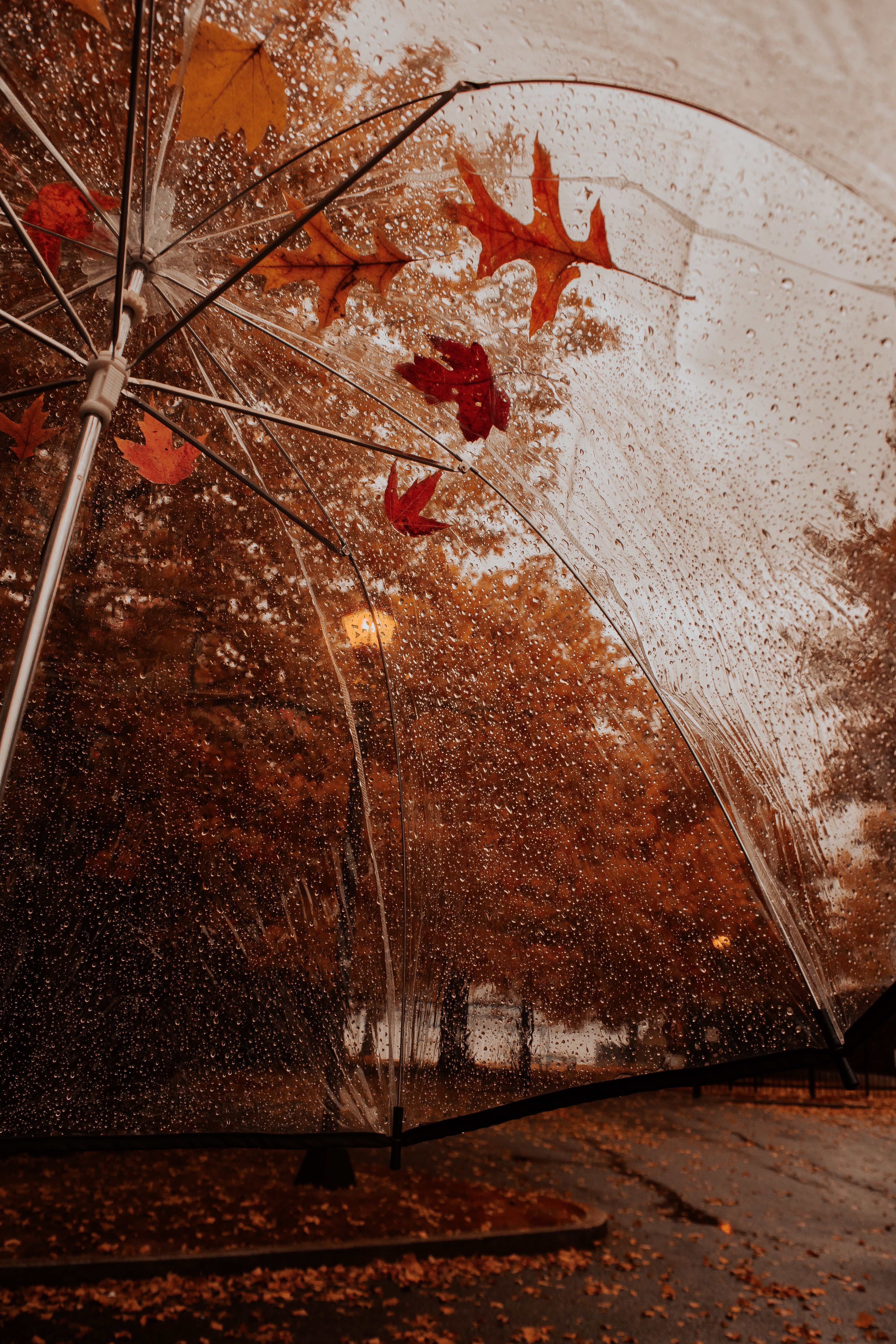 A clear umbrella with leaves on it - Rain