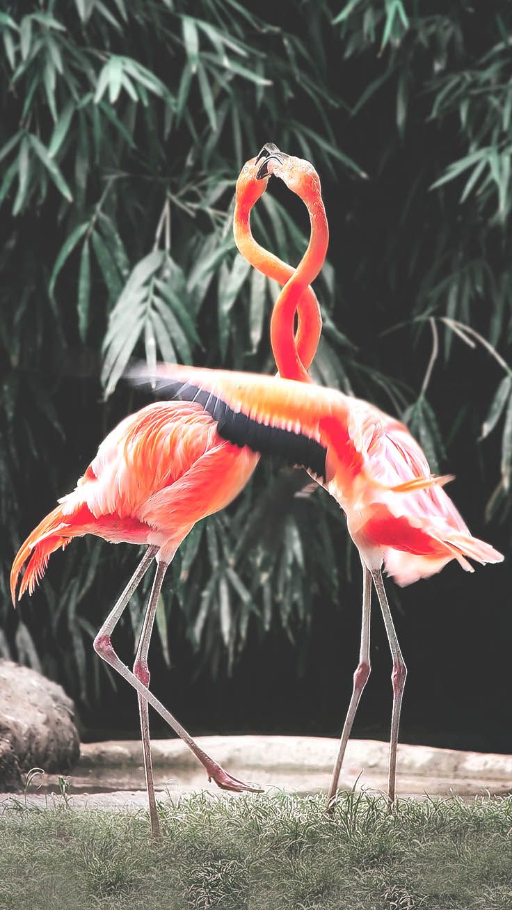 Fancy Flamingo iPhone X Wallpaper