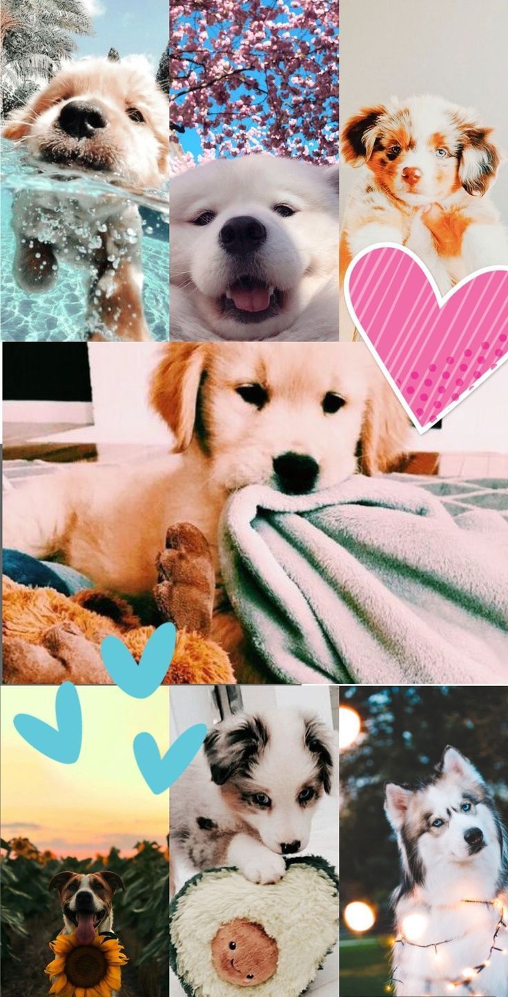 Dog aesthetic wallpaper. Cute animals image, Cute little animals, Dog wallpaper