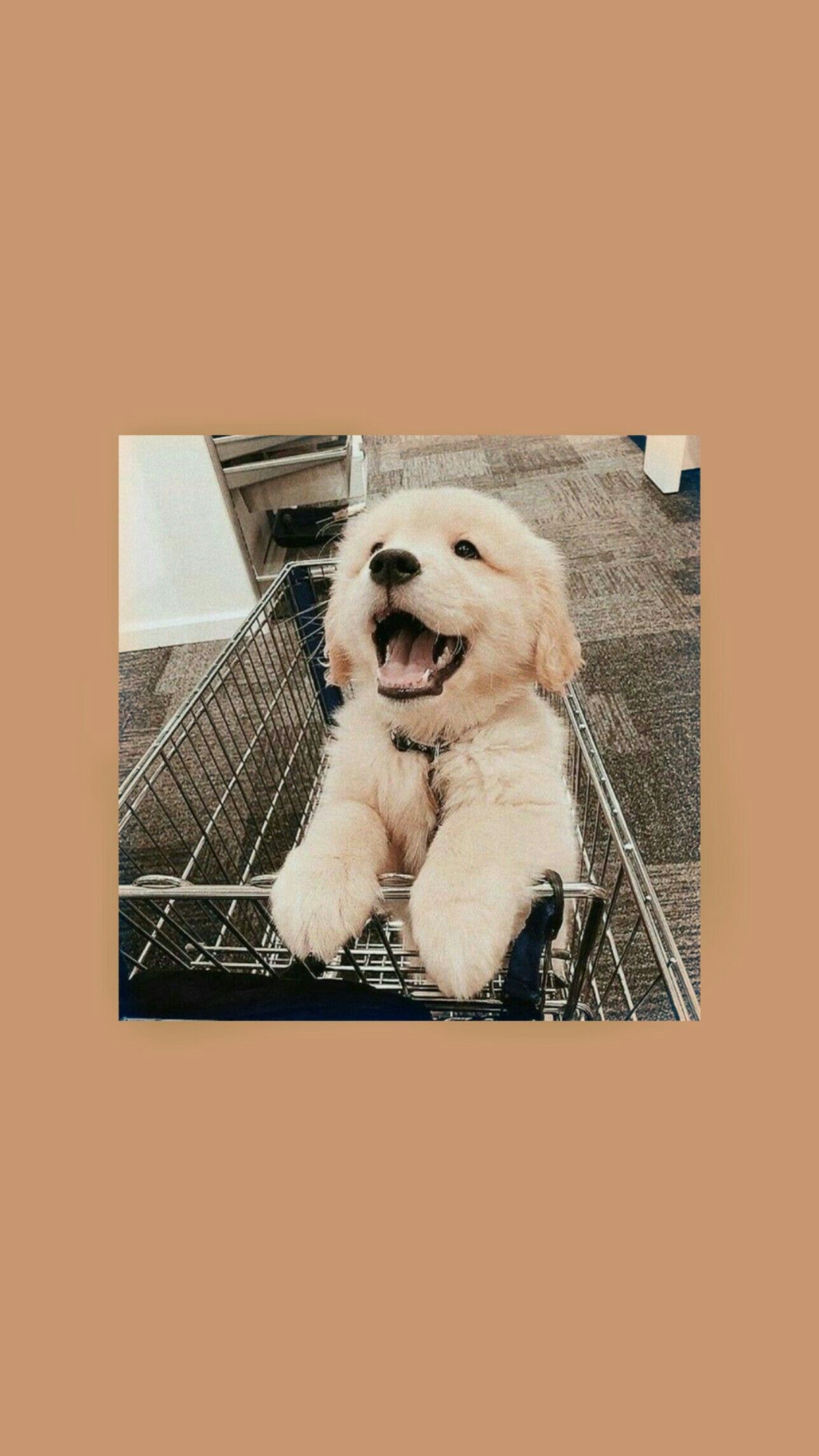 A golden retriever puppy in a shopping cart - Dog, puppy