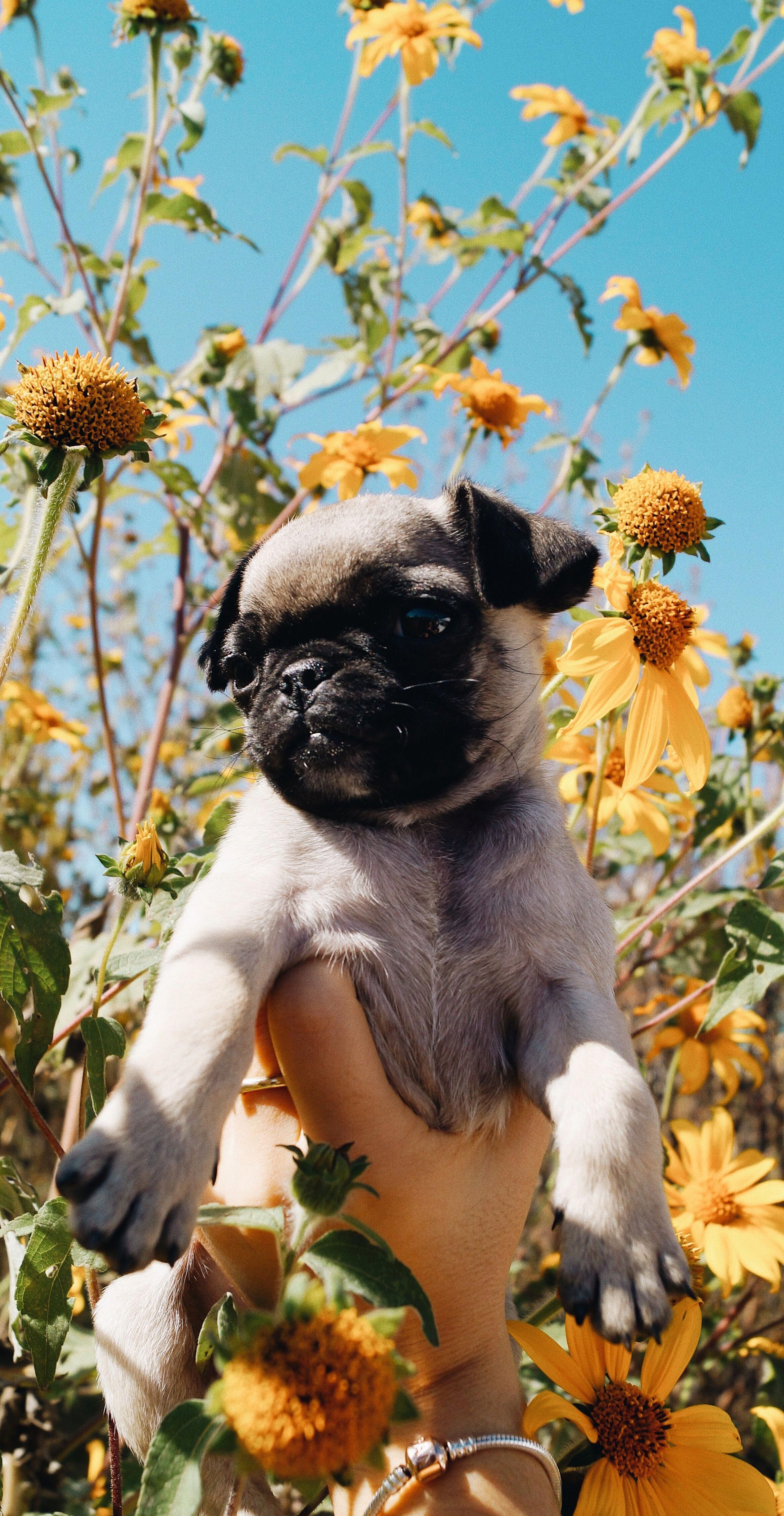 A pug dog is being held by someone - Dog, puppy