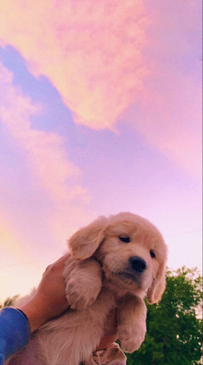 A person holding up an adorable puppy - Dog, puppy