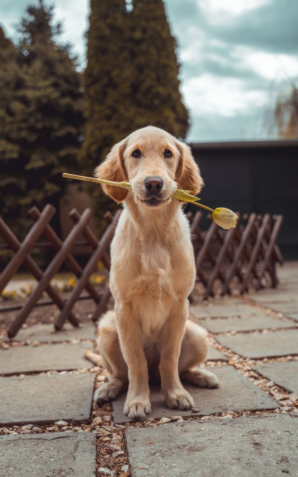 A dog holding a flower in its mouth. - Dog