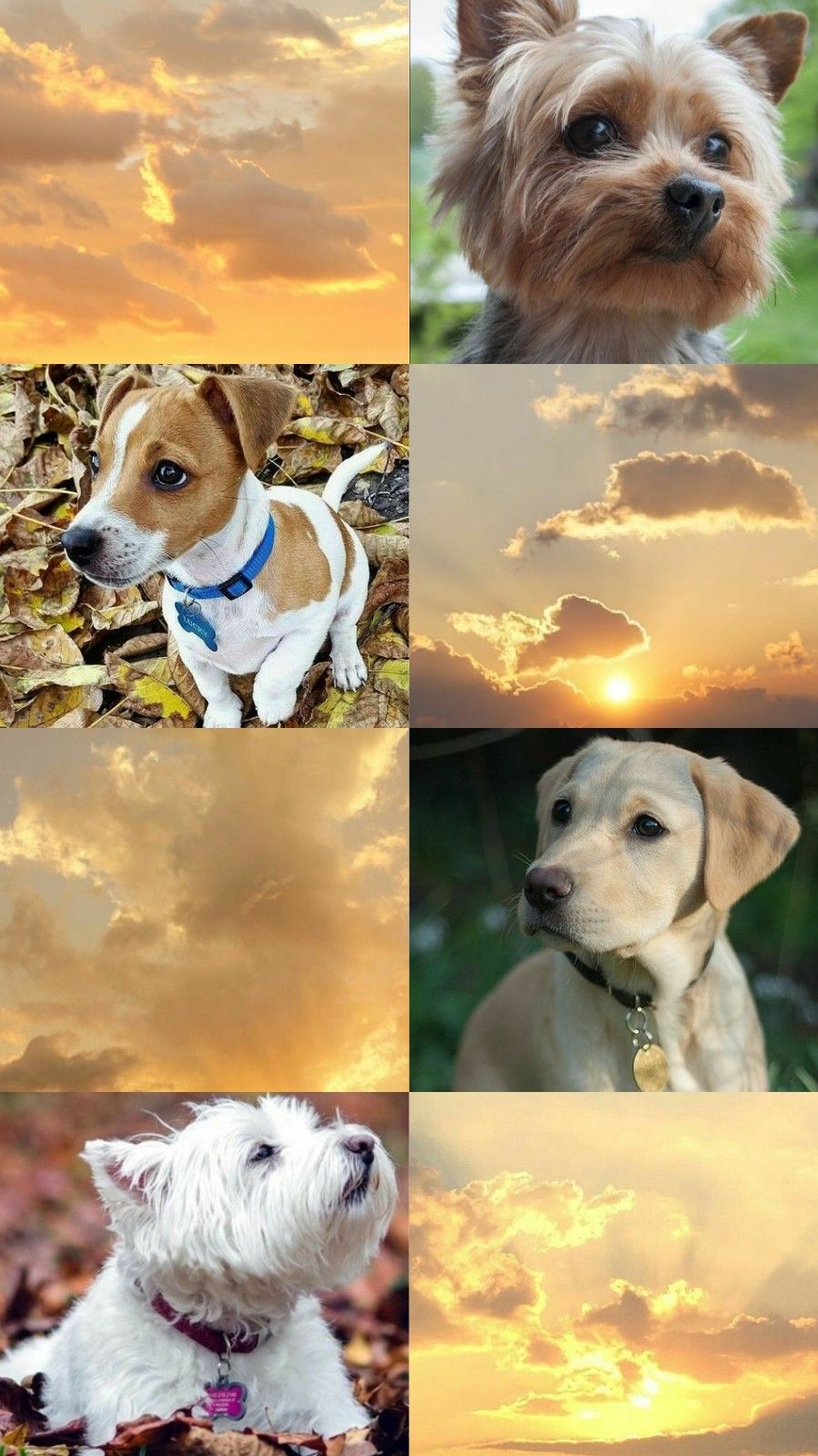 A collage of pictures with different dogs in them - Puppy, dog