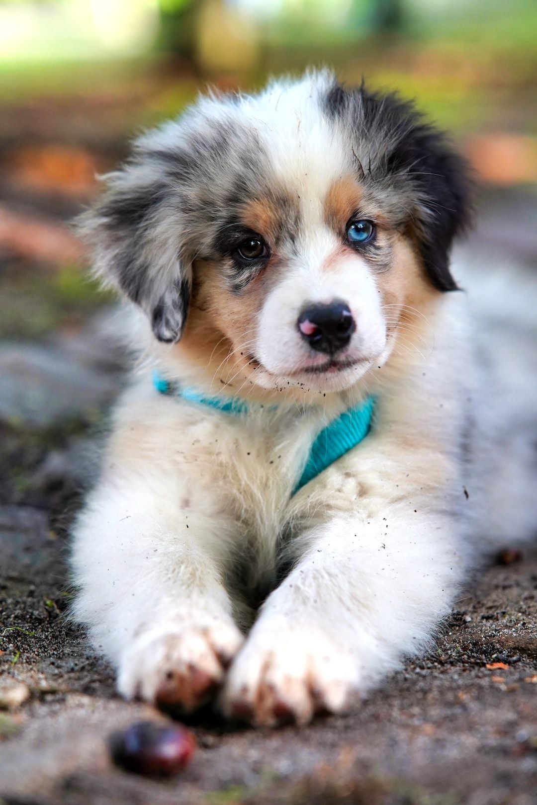 A small dog laying on the ground - Puppy, dog