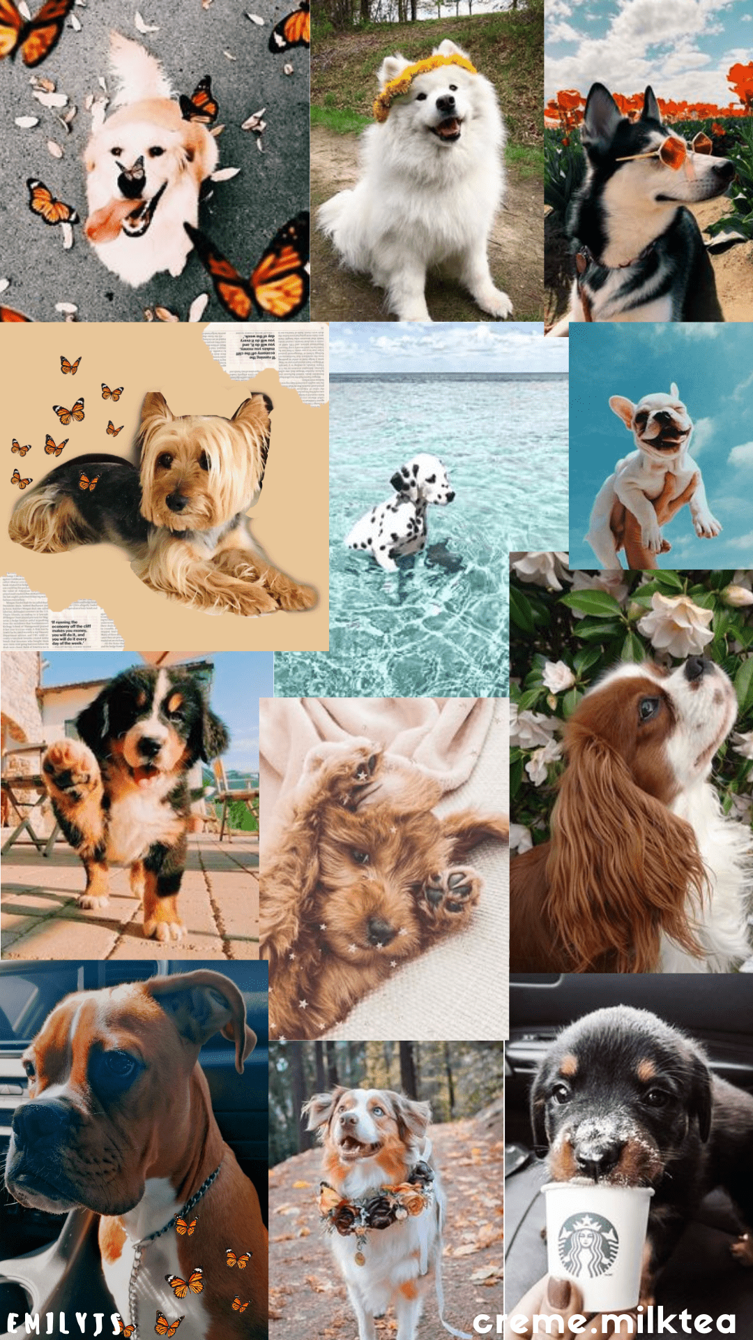 Aesthetic: Dogs
