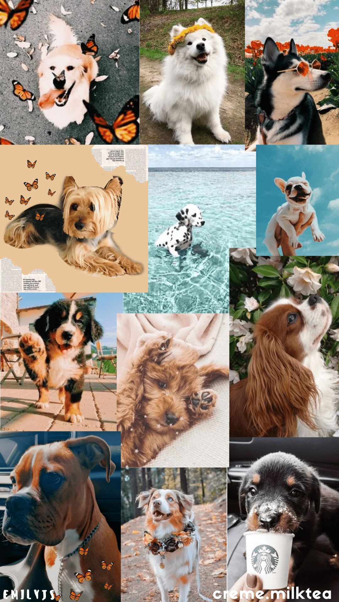 A collage of pictures showing dogs and cats - Dog