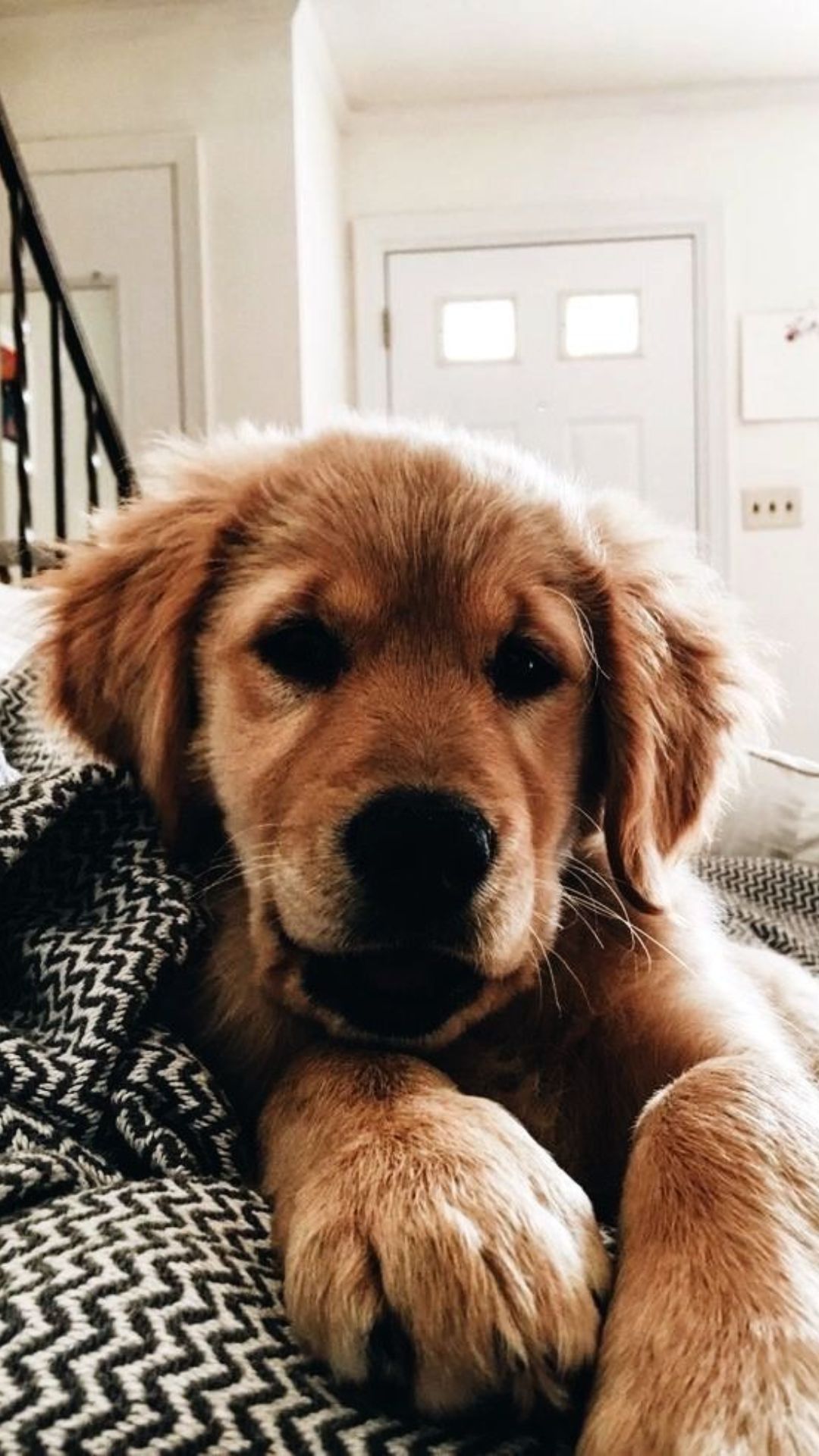 A cute puppy is laying on a bed. - Dog, puppy