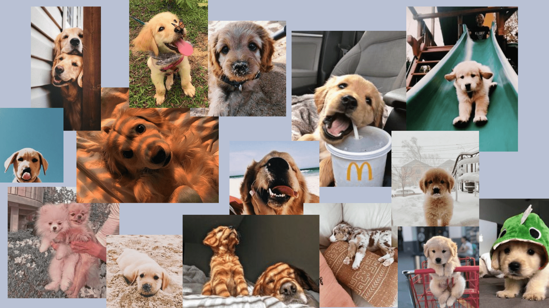 p u p p i e s. Dog wallpaper, Puppy wallpaper, Cute laptop wallpaper