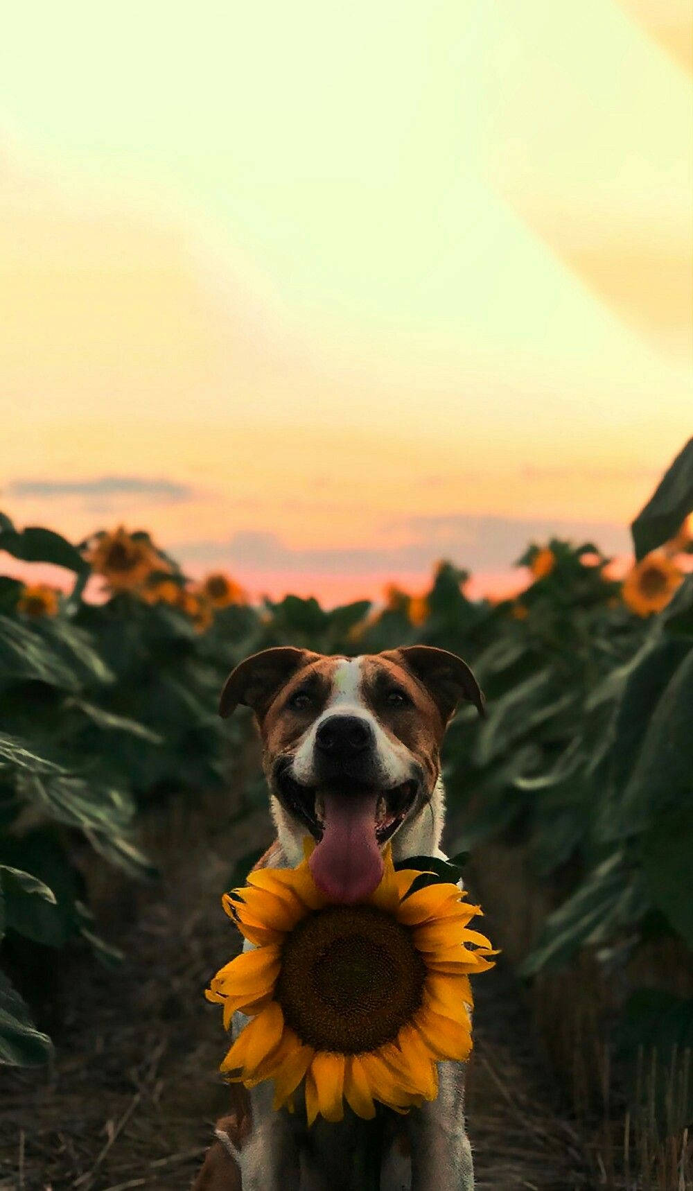 Download Happy Sunflower Dog Animal Wallpaper