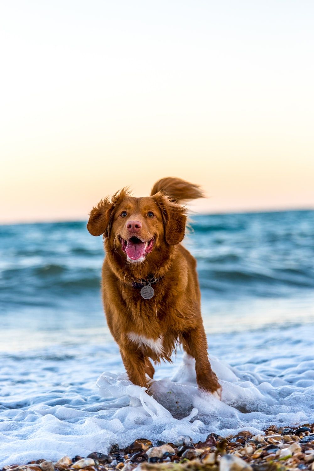 A dog running on the beach with water splashing - Dog