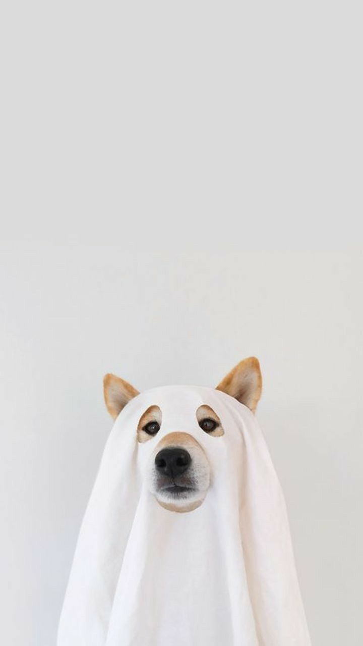 Cute Dog Aesthetic Wallpaper