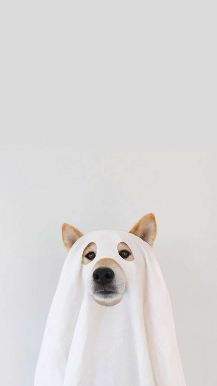 A dog wearing a sheet like a ghost - Dog