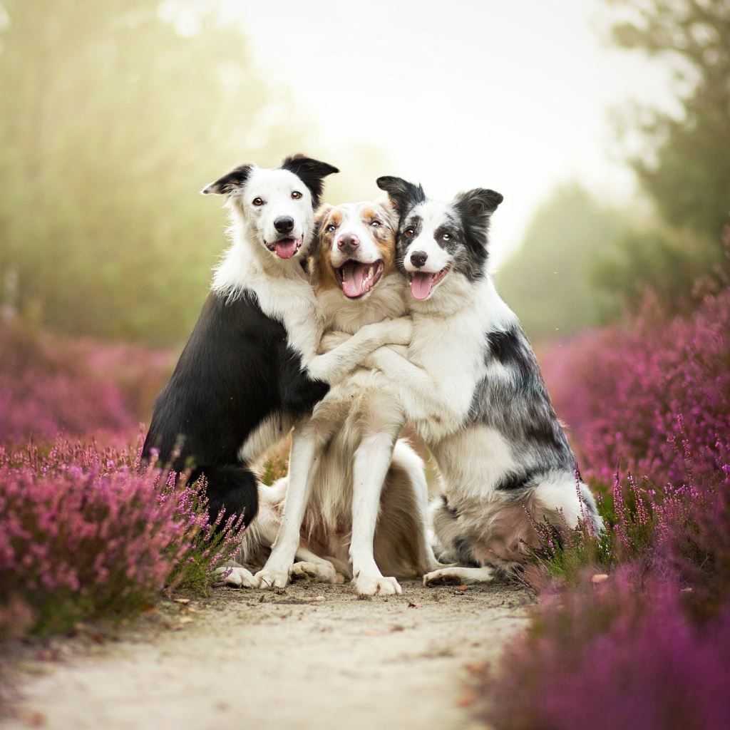 Three dogs are hugging each other on a trail - Dog