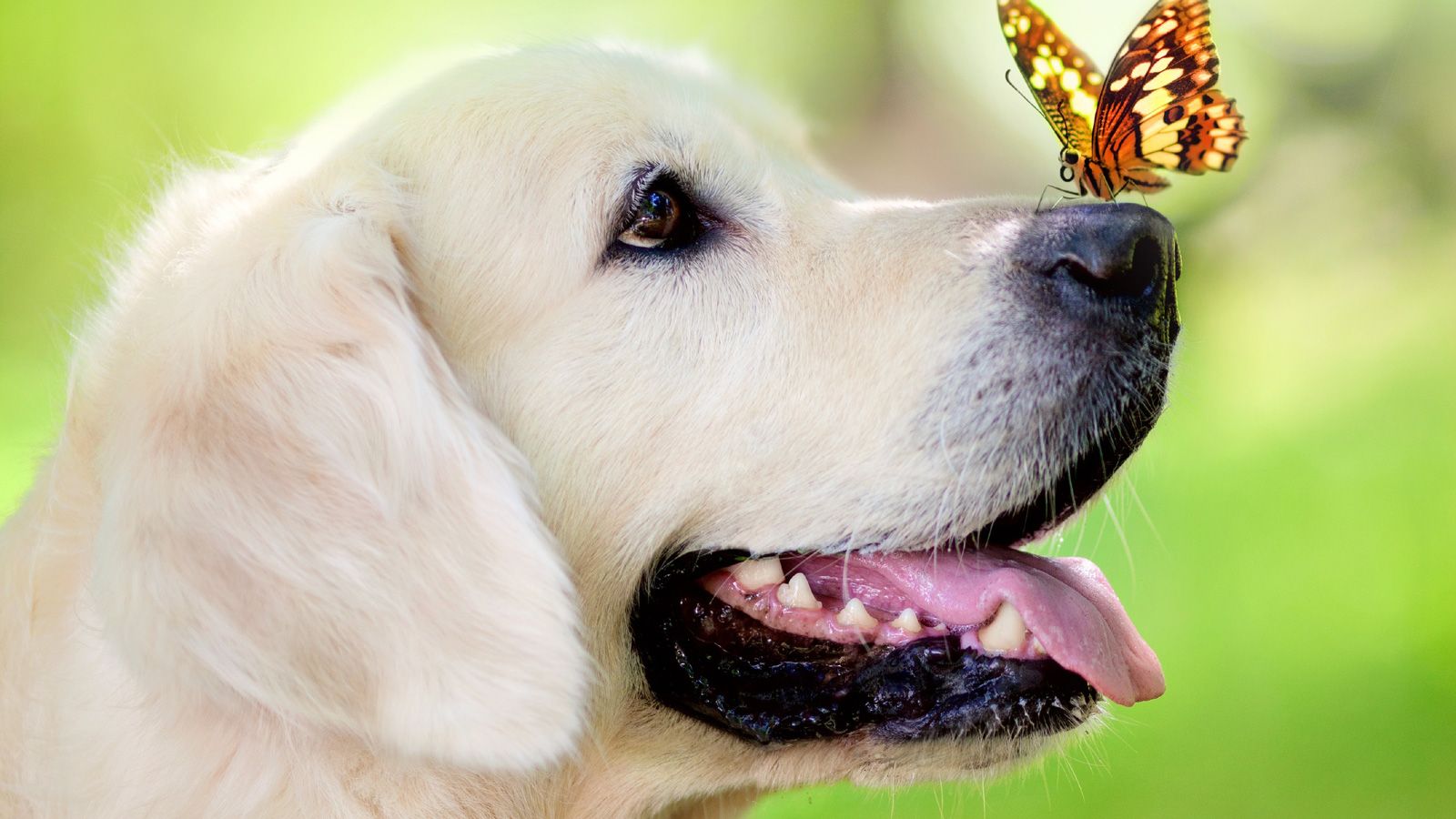 A dog looking up at butterfly in the air - Dog, puppy