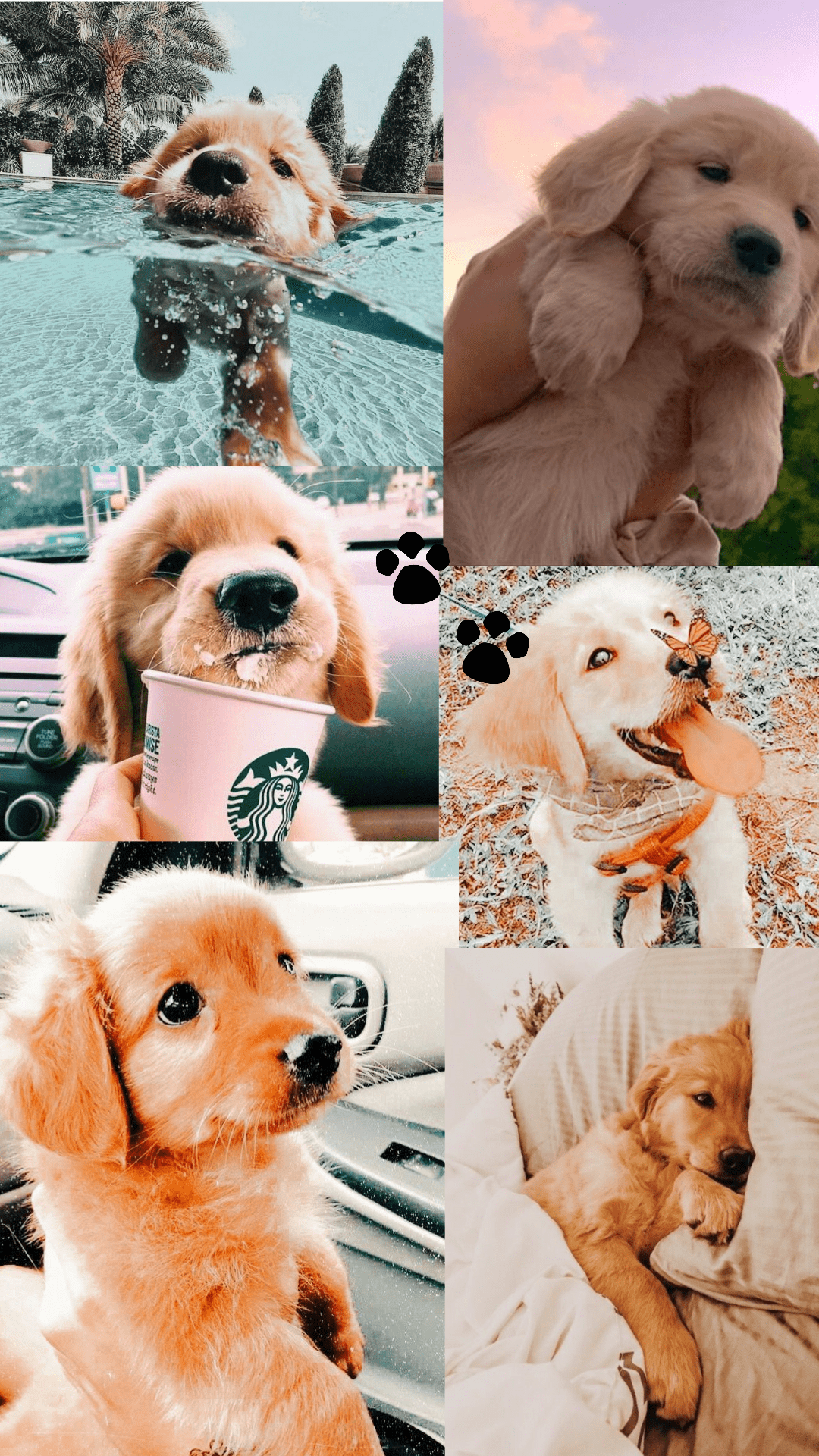 A collage of six pictures of a cute golden retriever puppy. - Dog