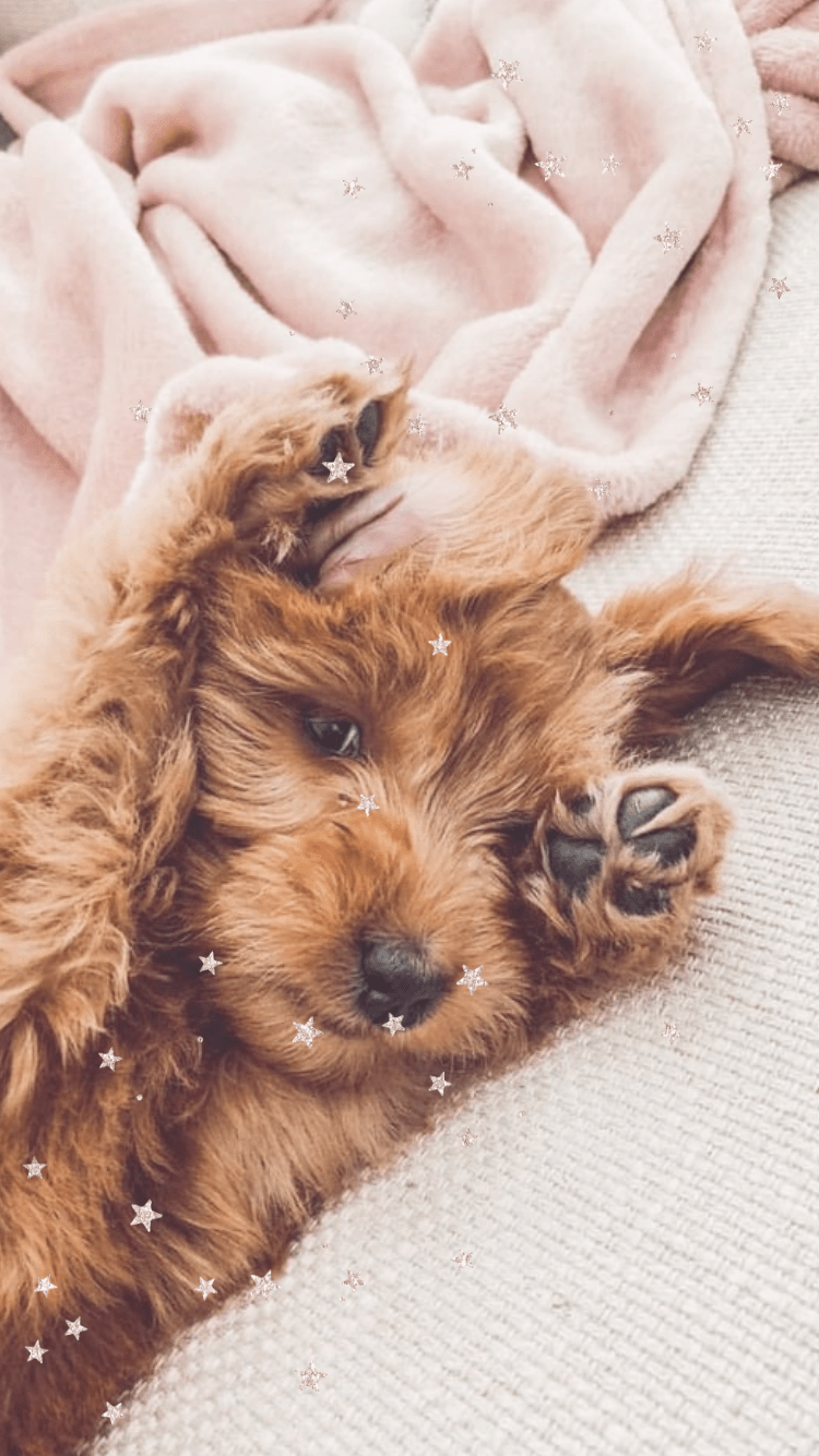 Cute Aesthetic Dog Wallpaper