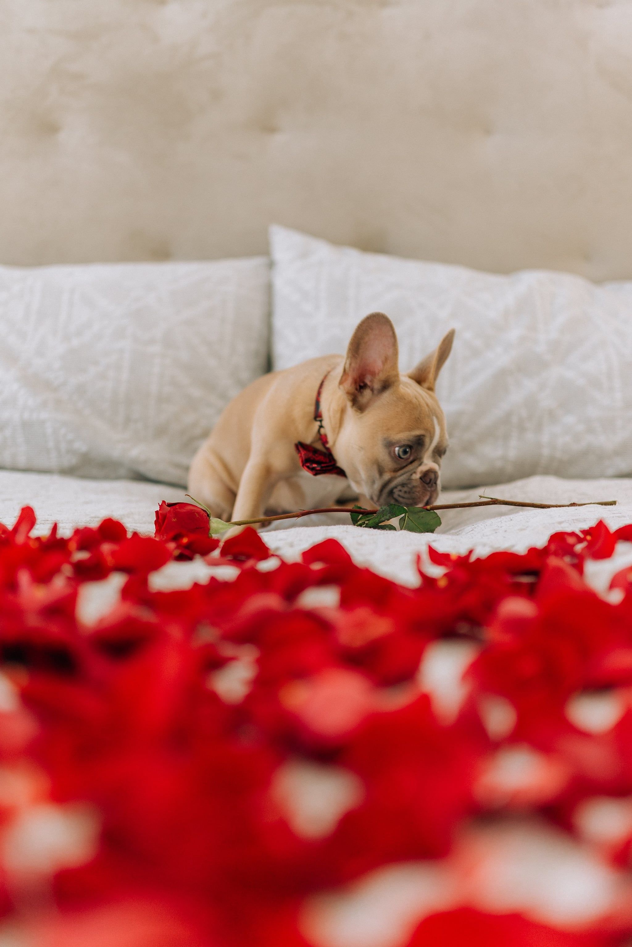 A small brown dog sitting on a bed with red rose petals - Dog