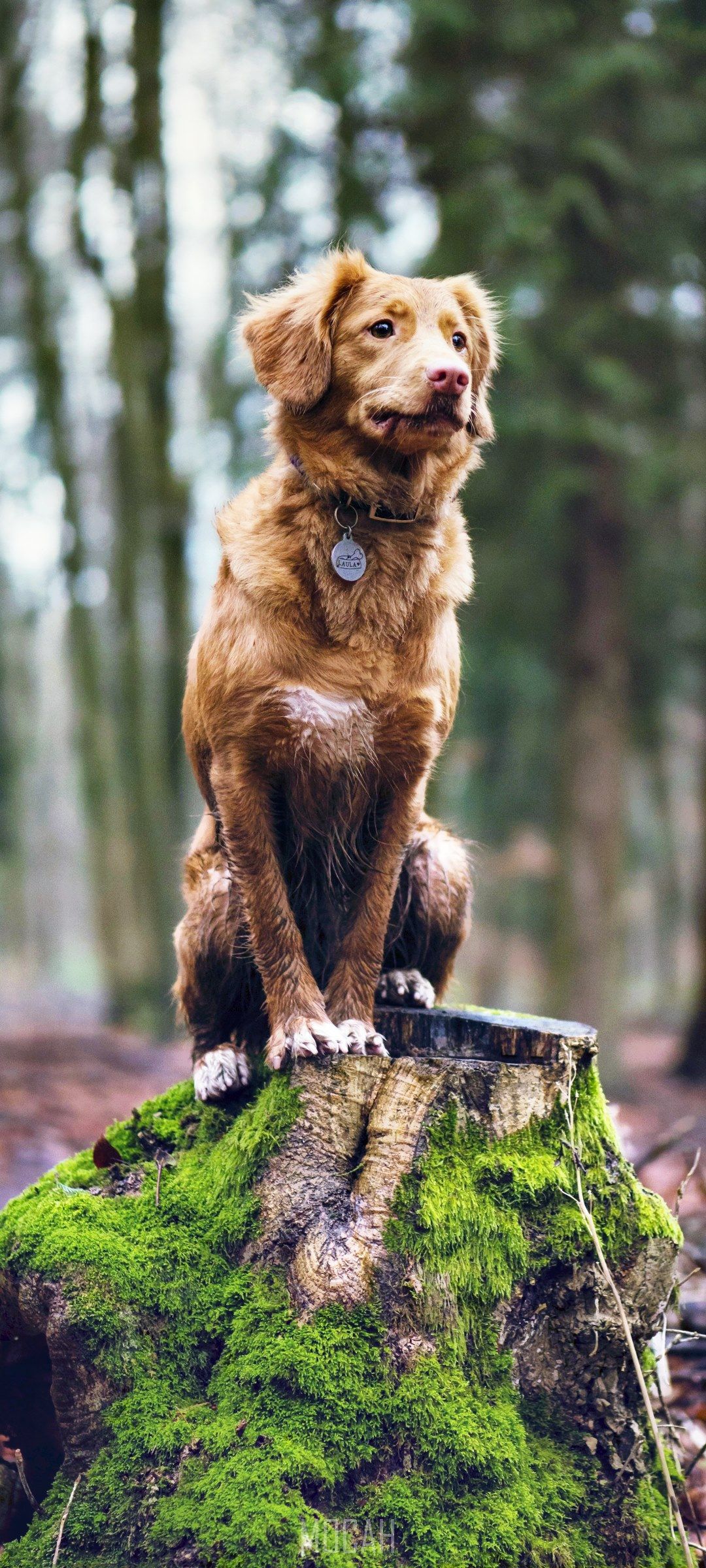 A dog sitting on top of tree stump - Dog