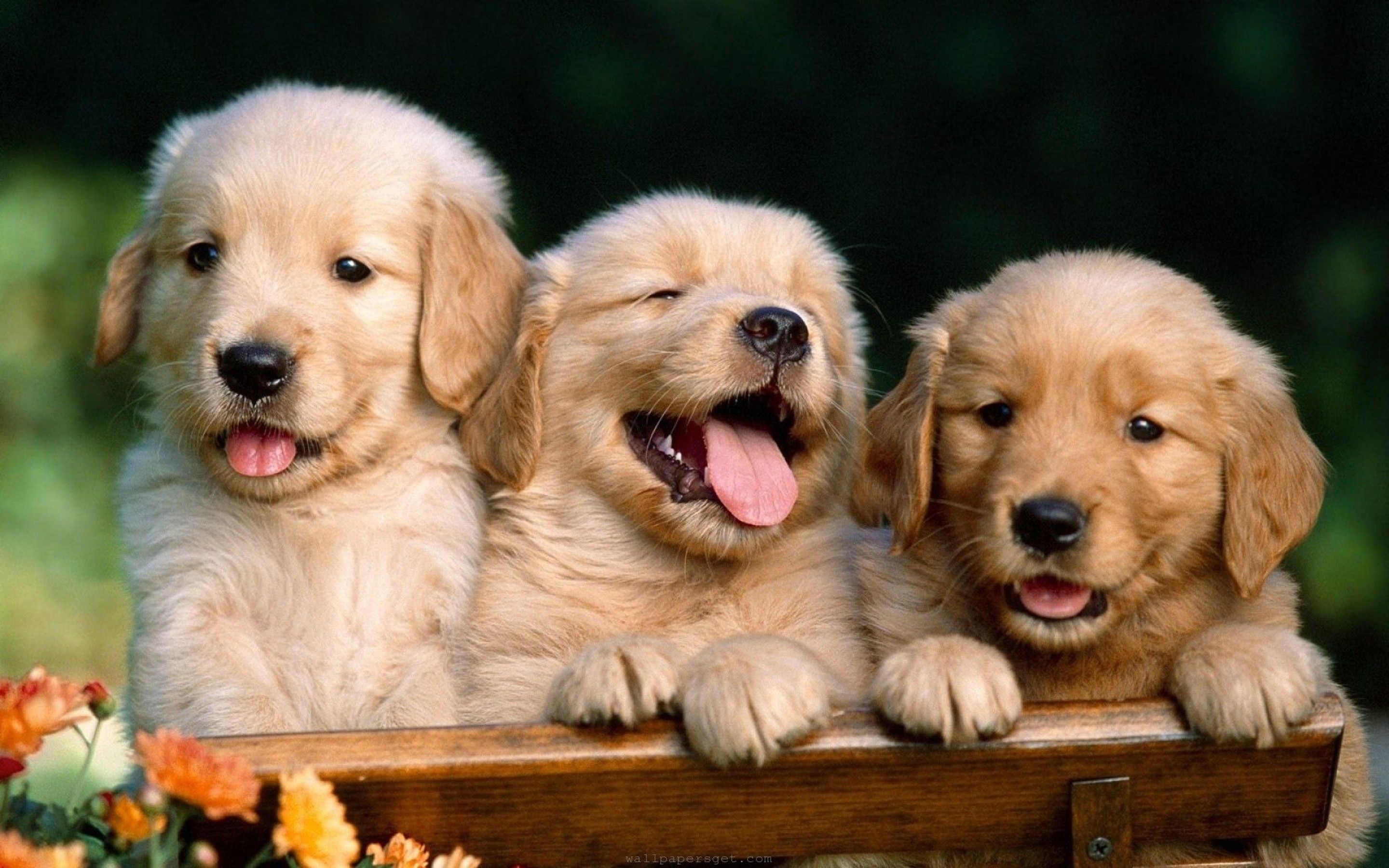 Three puppies sitting on a bench with their tongues out - Dog