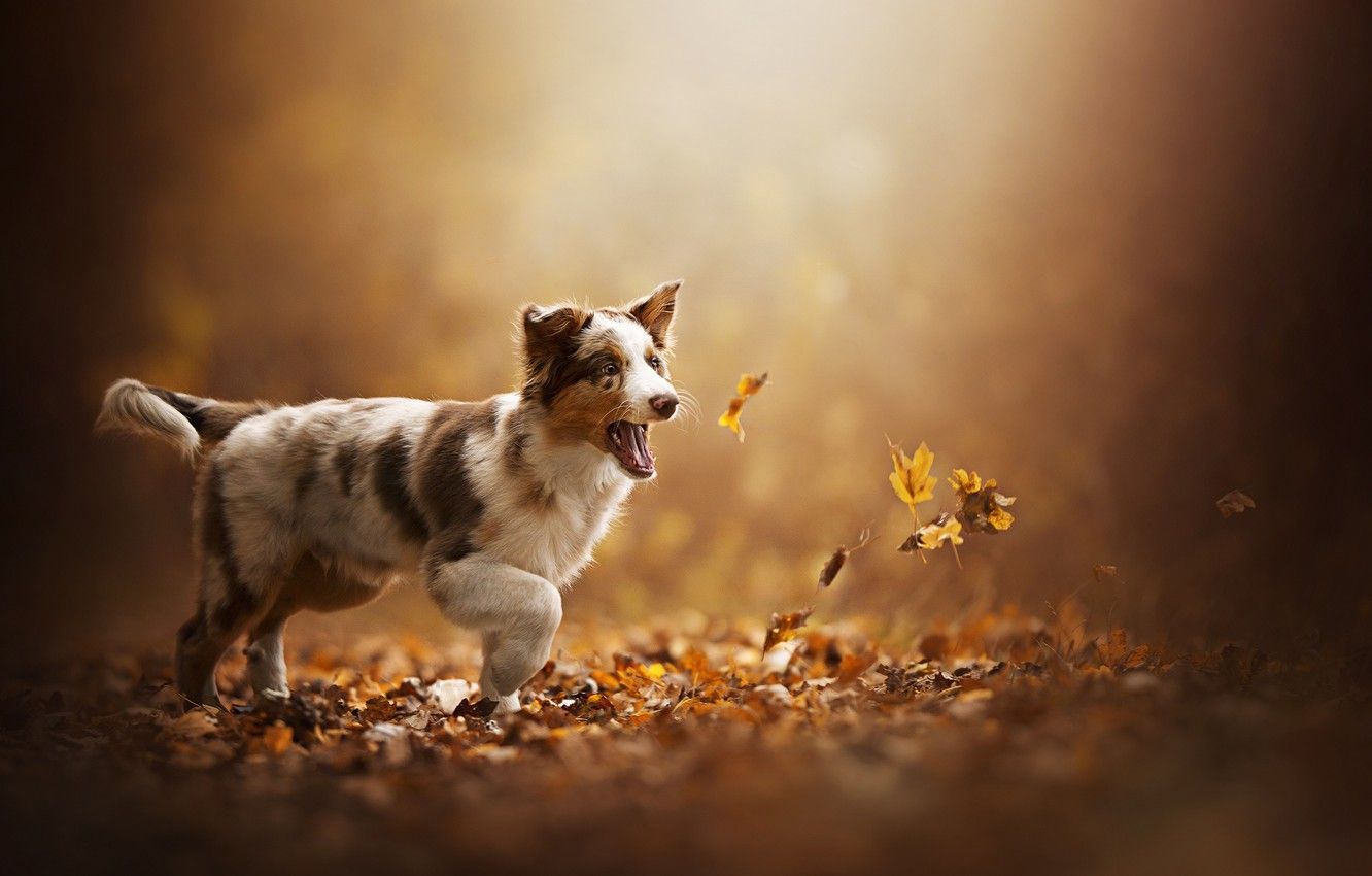 Wallpaper autumn, leaves, puppy, dog, Akela image for desktop, section собаки