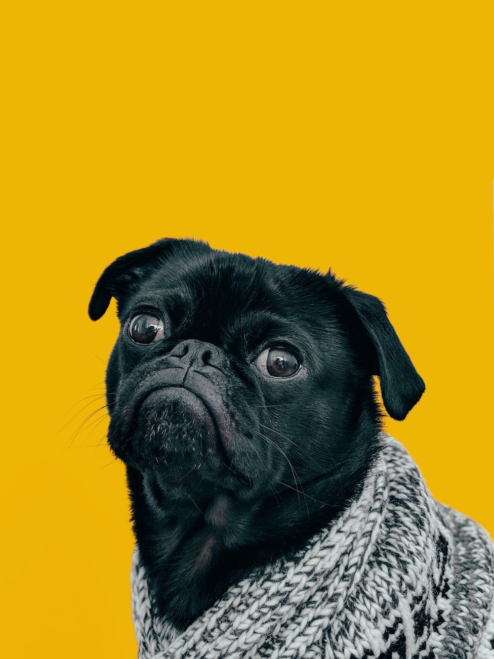 A black pug dog wearing a grey sweater on a yellow background - Dog, corgi