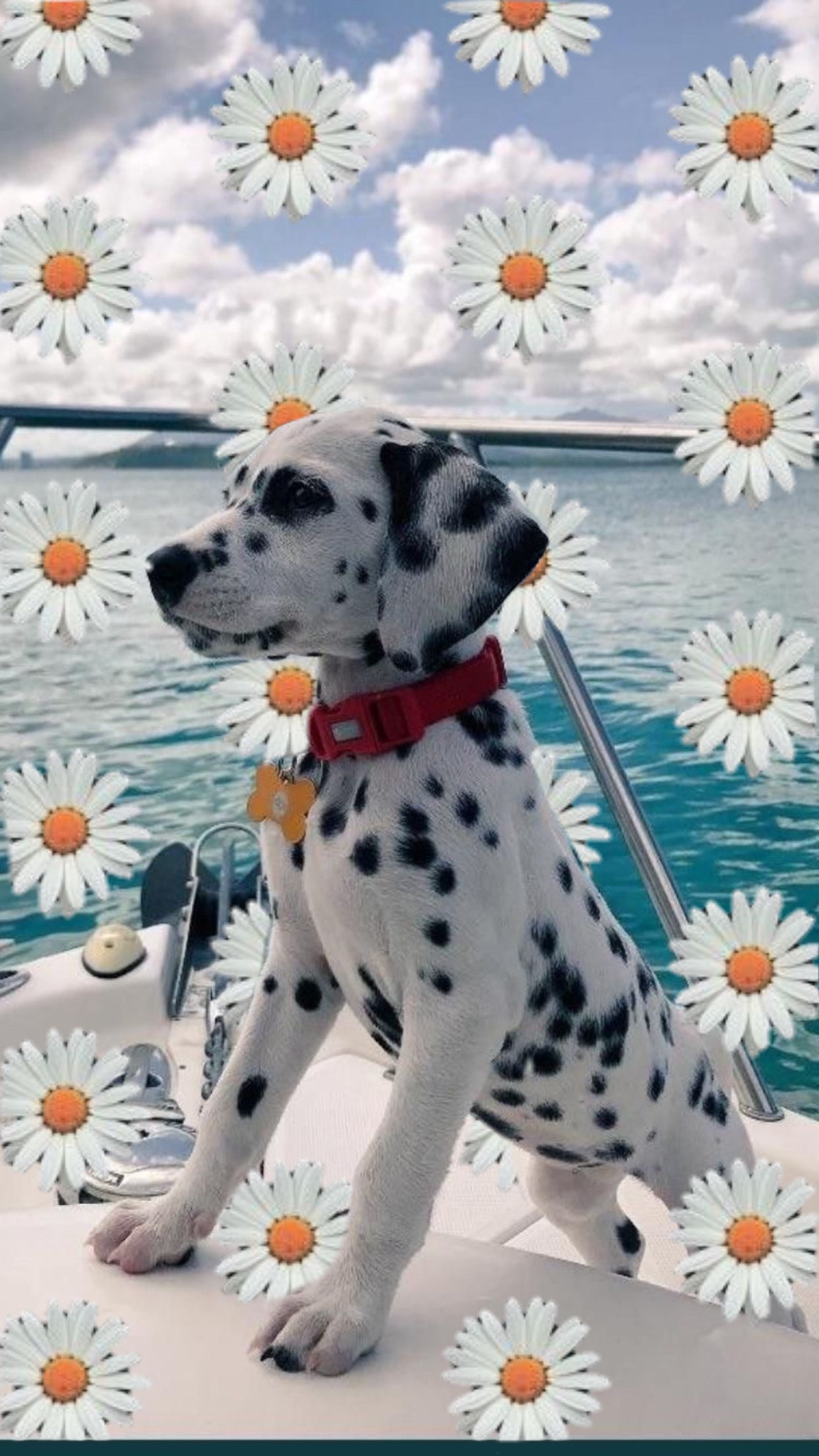 A dalmatian dog sitting on the back of boat - Dog