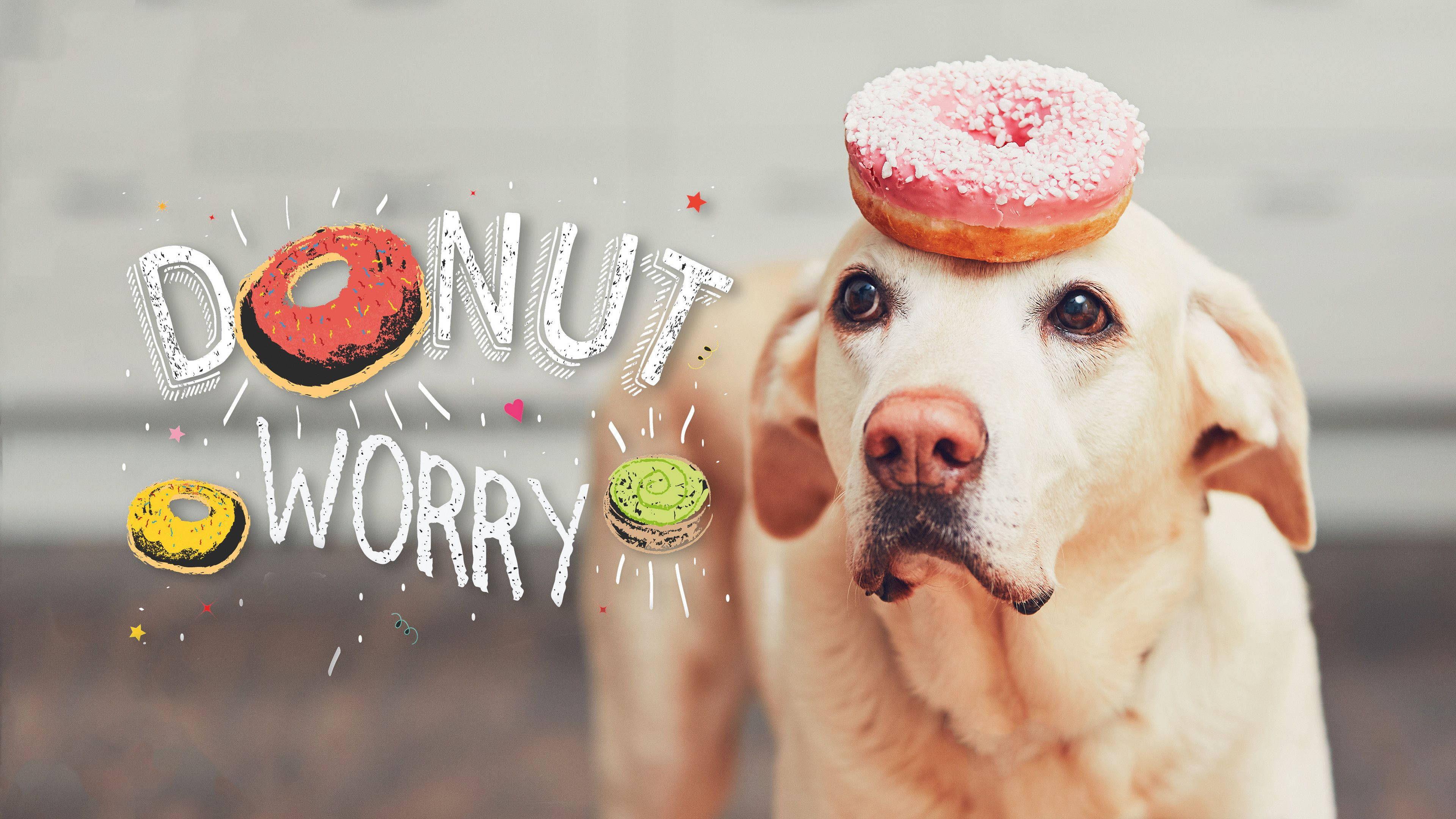 A dog with two donuts on its head - Dog