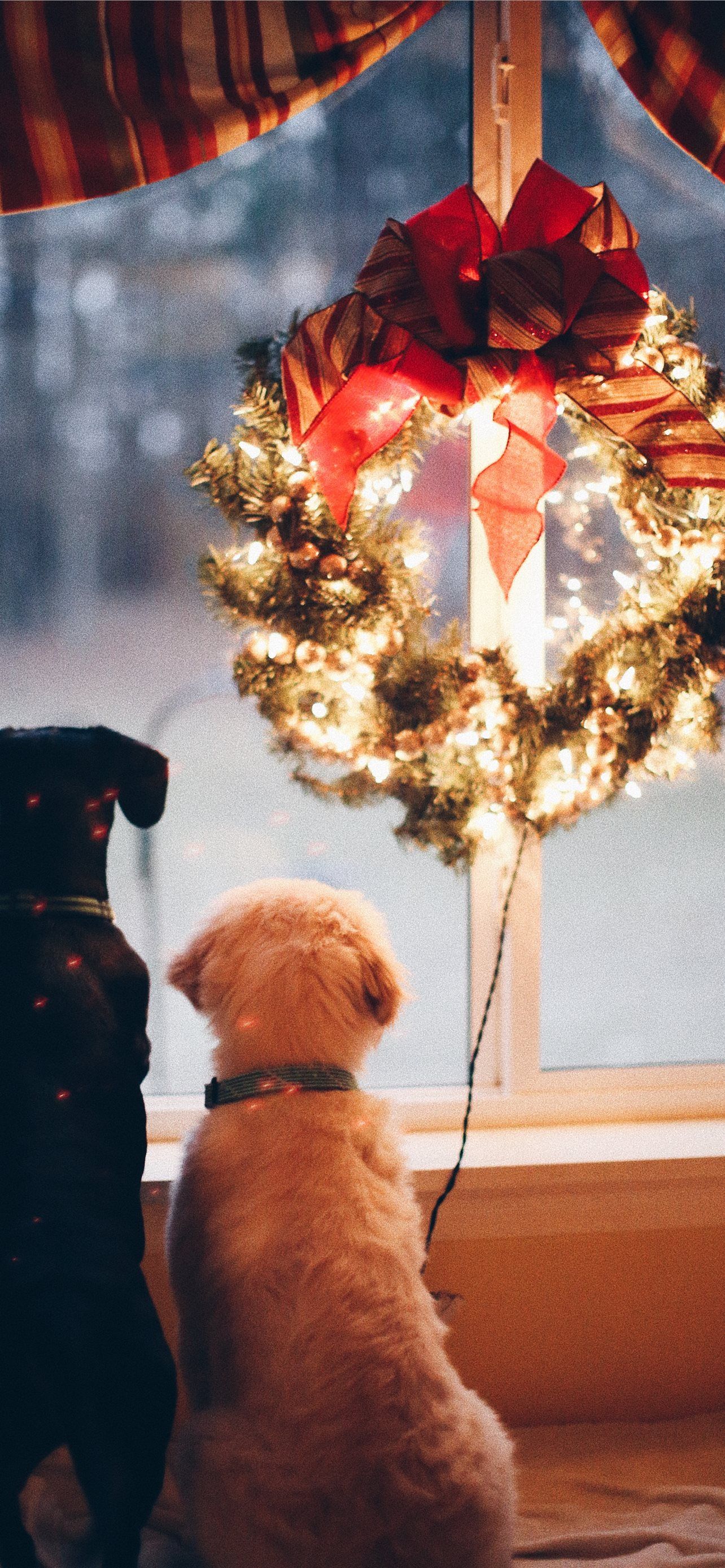 A dog looking out the window at something - Dog