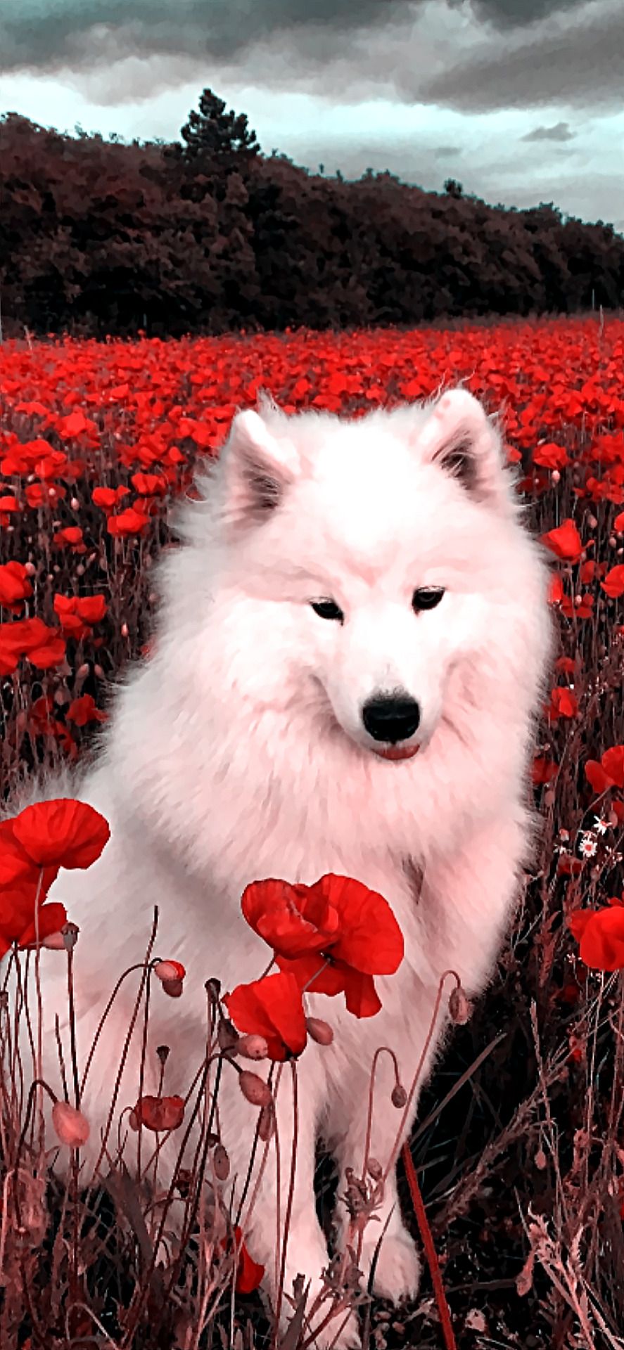 A white dog sitting in the middle of red flowers - Dog